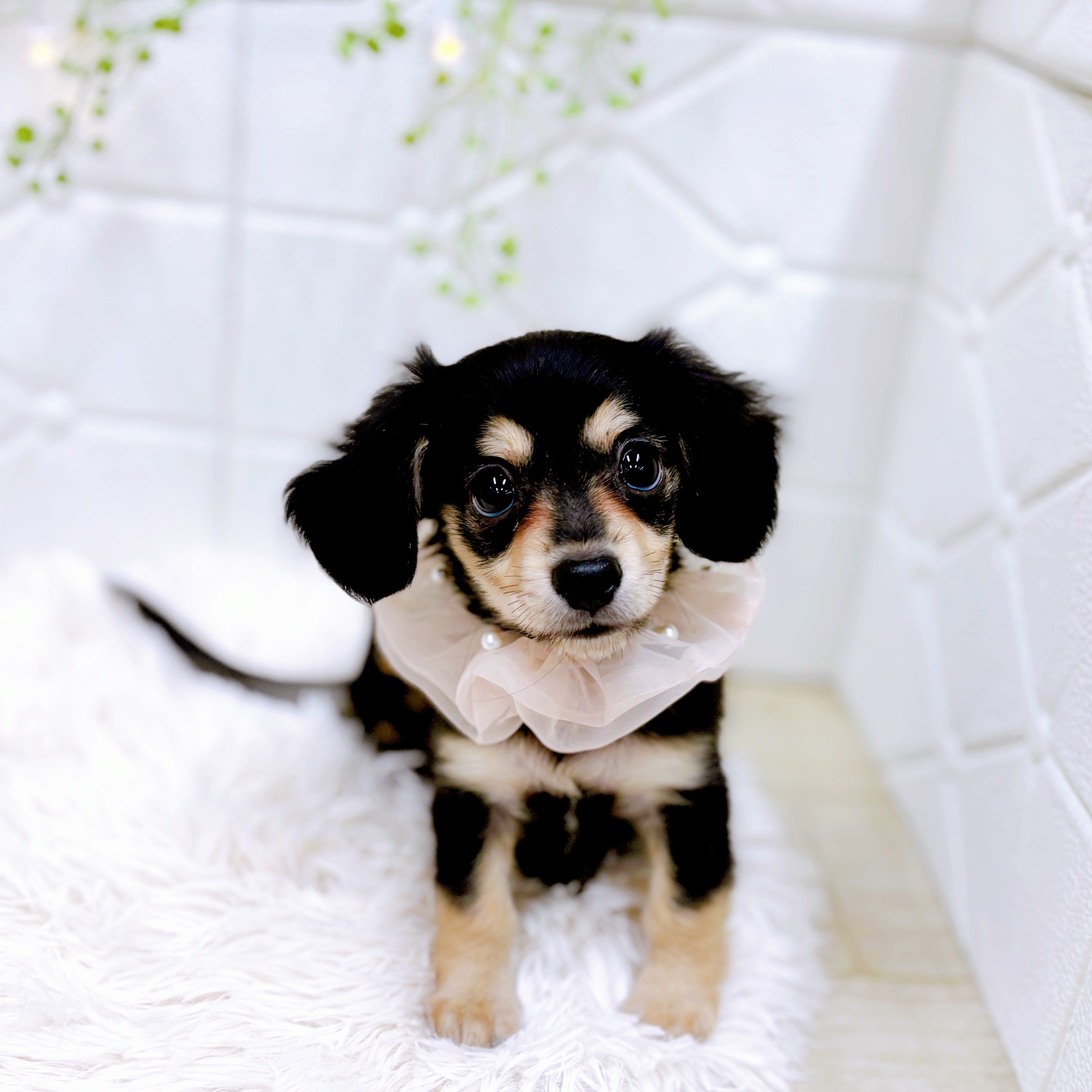 福井県のチワックス(チワワ×ダックス) (犬の家＆猫の里アミーゴ福井店/2025年6月15日生まれ/女の子/ブラッククリーム)の子犬の1枚目の画像