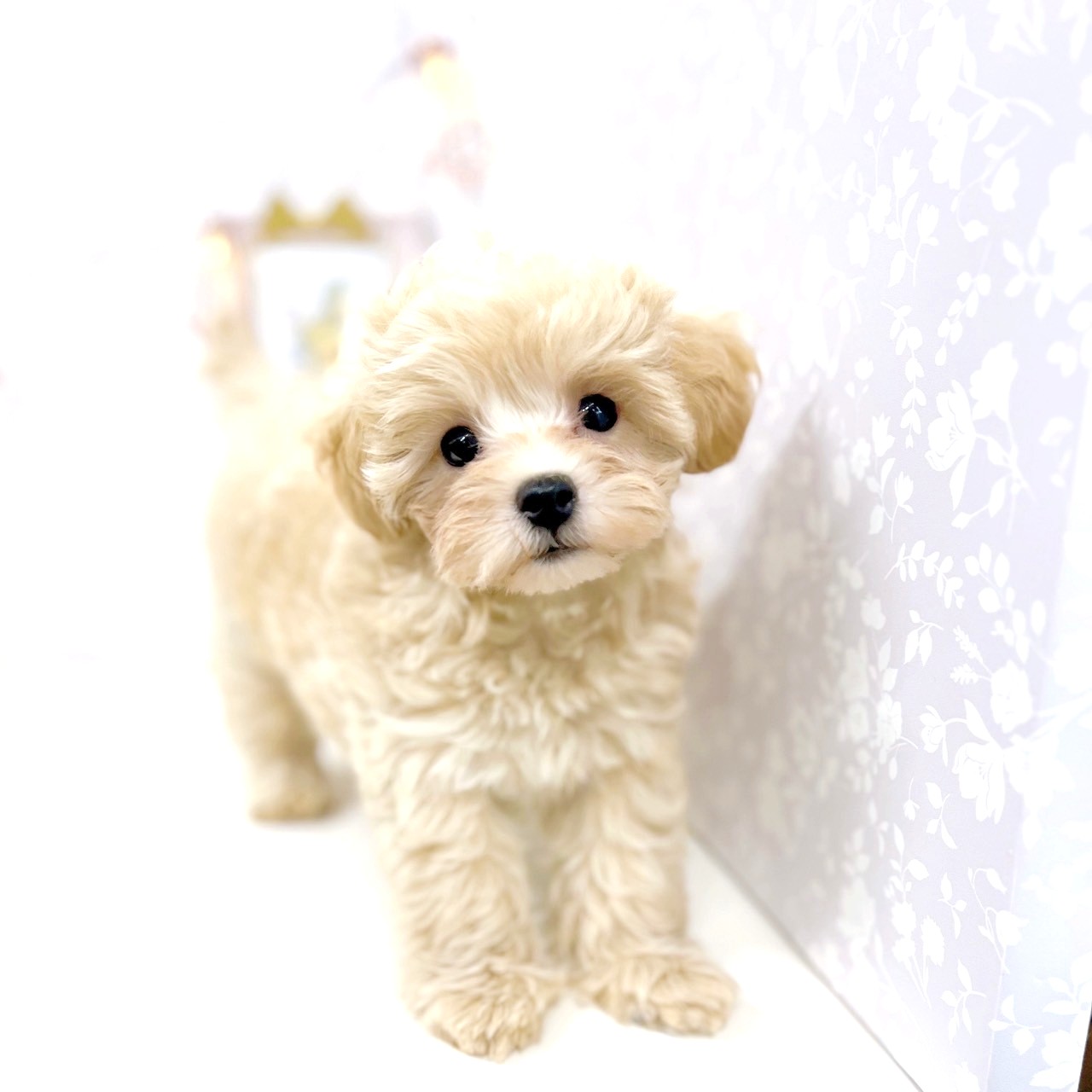 富山県のマルプー(マルチーズ×プードル) (犬の家＆猫の里アミーゴ高岡蓮花寺店/2025年6月15日生まれ/男の子/クリームホワイト)の子犬の1枚目の画像