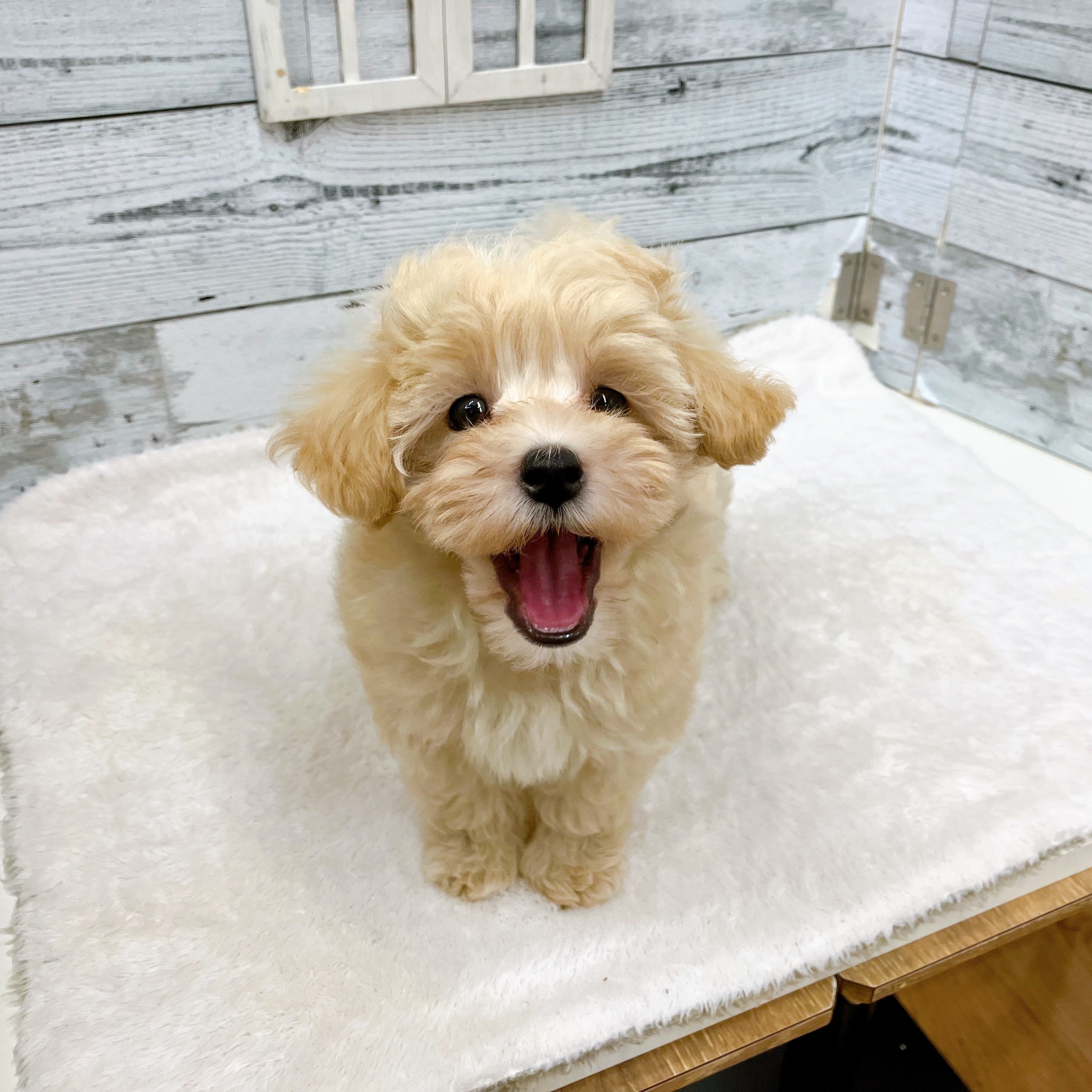 石川県のマルプー(マルチーズ×プードル) (犬の家＆猫の里アミーゴ金沢おこばた店/2025年6月15日生まれ/女の子/クリームホワイト)の子犬の2枚目の画像