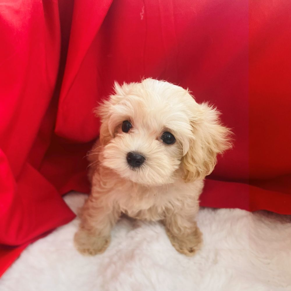 愛知県のマルプー(マルチーズ×プードル) (犬の家&猫の里愛知刈谷店/2025年6月12日生まれ/女の子/クリームホワイト)の子犬