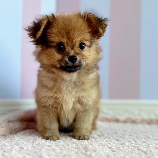 ポメチワ/チワポメ/ポメチー(ポメラニアン×チワワ)(オレンジ)の