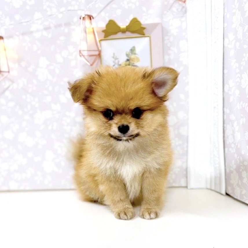 富山県のポメチワ/チワポメ/ポメチー(ポメラニアン×チワワ) (犬の家＆猫の里アミーゴ高岡蓮花寺店/2025年6月13日生まれ/女の子/オレンジ)の子犬の1枚目の画像