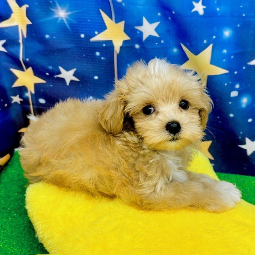 愛知県のマルプー(マルチーズ×プードル) (犬の家＆猫の里名古屋天白店/2025年6月15日生まれ/女の子/アプリコットホワイト)の子犬の2枚目の画像