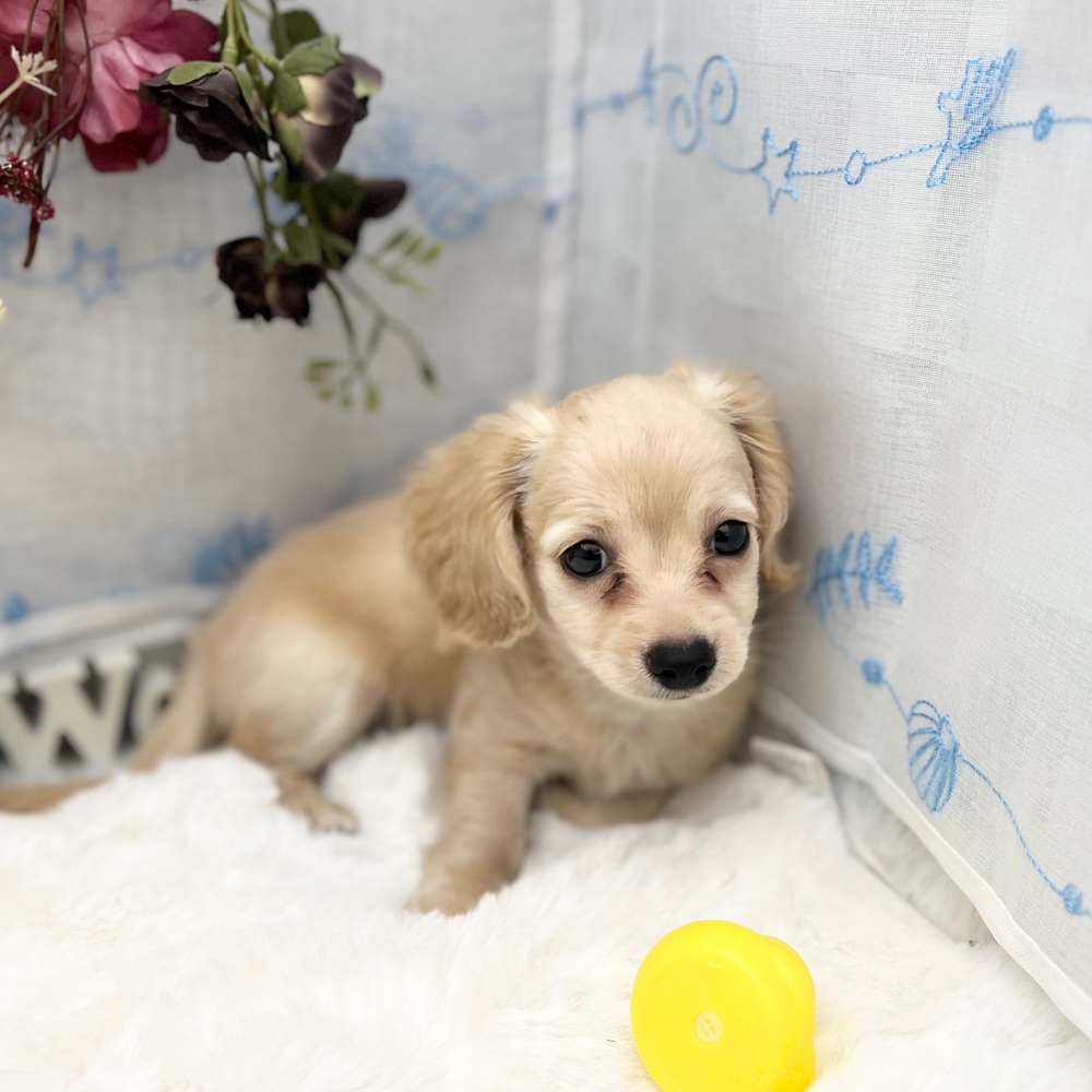 静岡県のチワックス(チワワ×ダックス) (犬の家＆猫の里MEGAドン・キホーテ袋井店/2025年6月15日生まれ/男の子/クリーム)の子犬の2枚目の画像