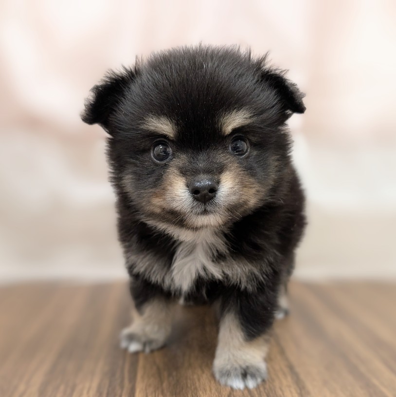 兵庫県のポメチワ/チワポメ/ポメチー(ポメラニアン×チワワ) (犬の家＆猫の里カナート西神戸店/2025年6月14日生まれ/男の子/ブラックタン)の子犬の1枚目の画像
