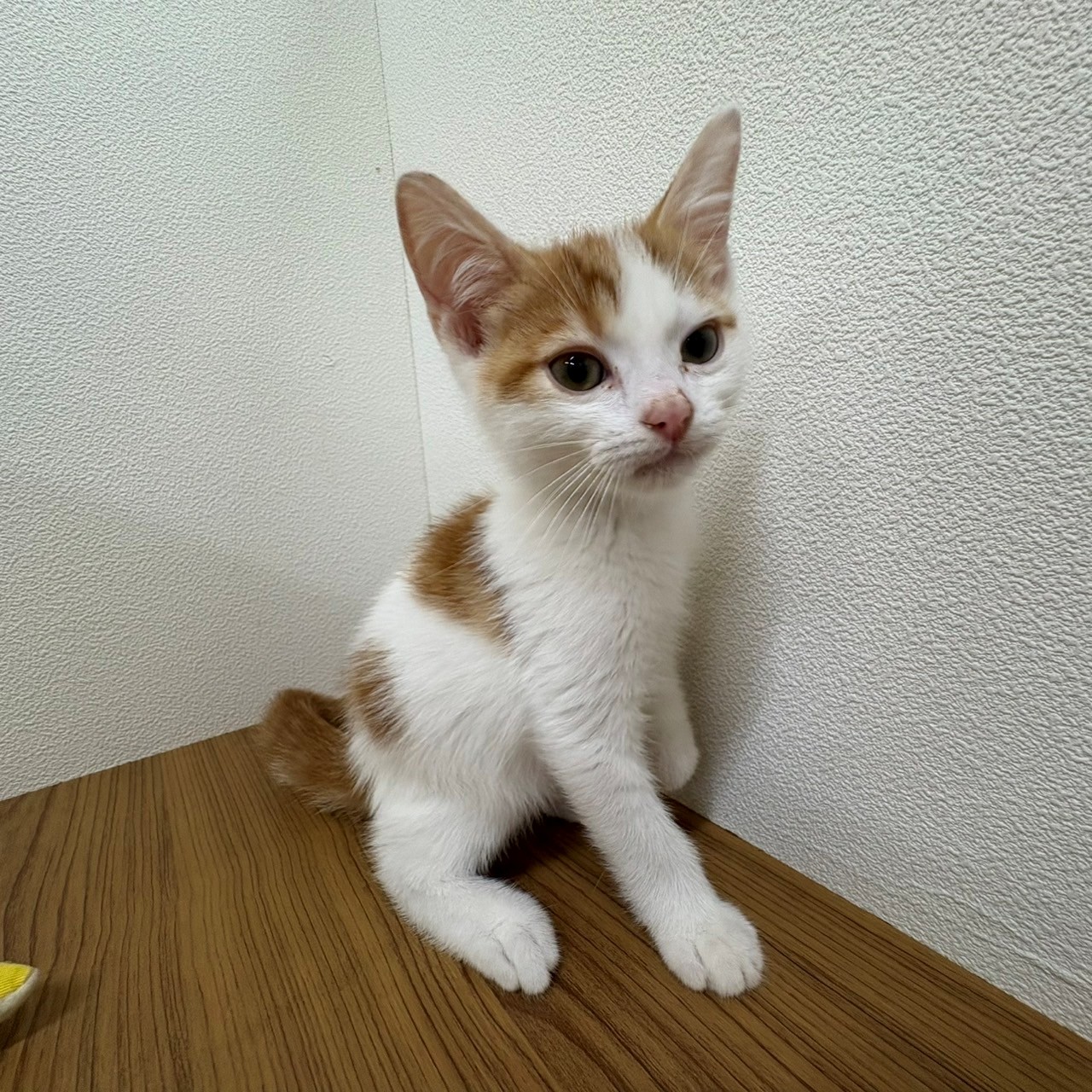 福岡県のスコティッシュフォールド (犬の家＆猫の里トリアス久山店/2025年6月10日生まれ/男の子/レッドタビーホワイト)の子猫の2枚目の画像