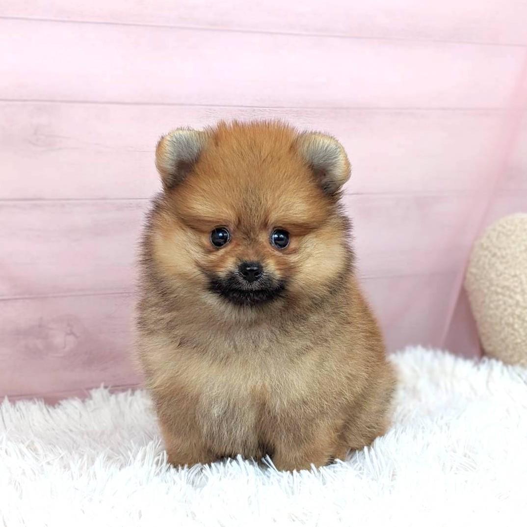 兵庫県のポメラニアン (犬の家＆猫の里川西店/2025年6月13日生まれ/女の子/オレンジ)の子犬の1枚目の画像