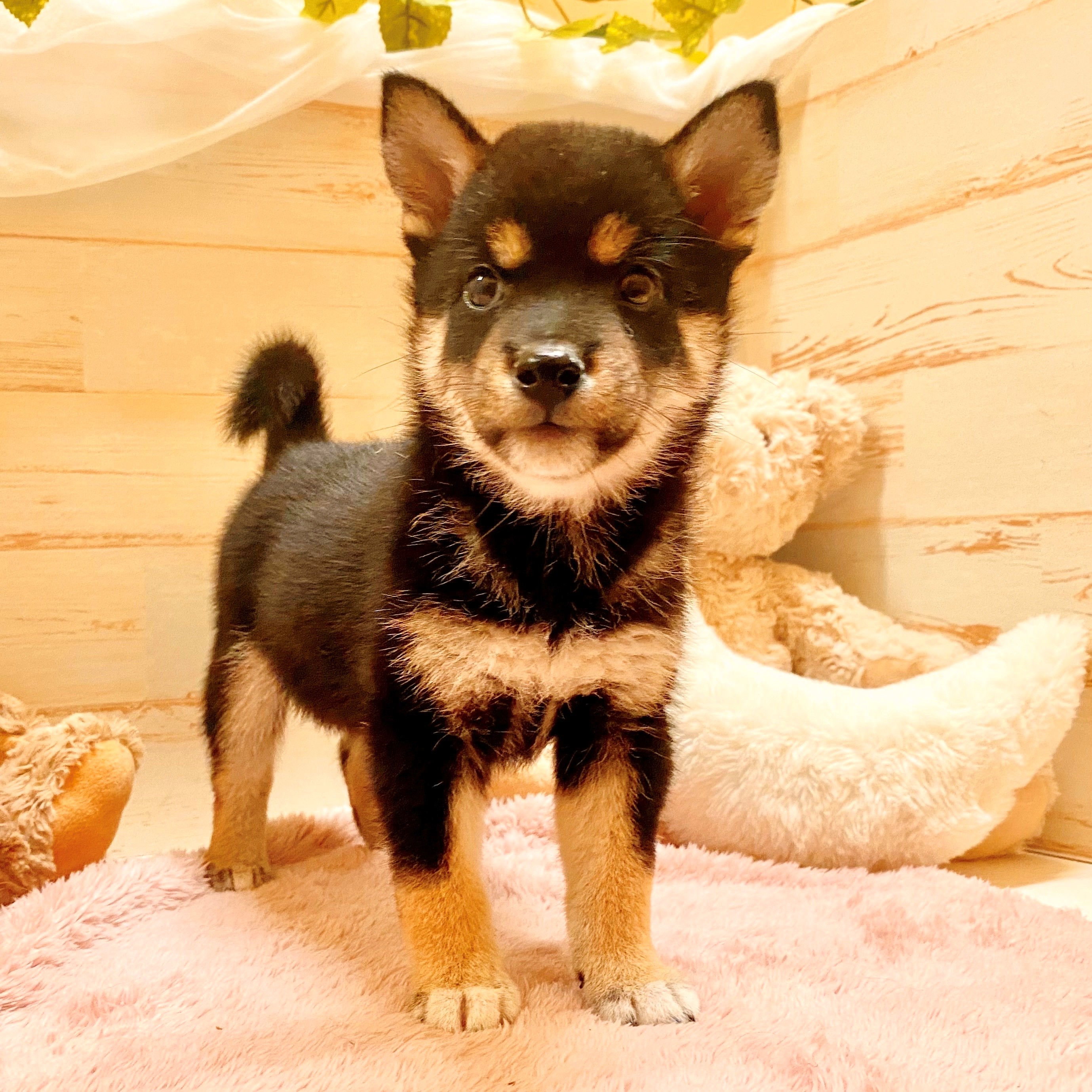 兵庫県の豆柴 (犬の家＆猫の里神戸店/2025年6月14日生まれ/女の子/黒)の子犬の2枚目の画像