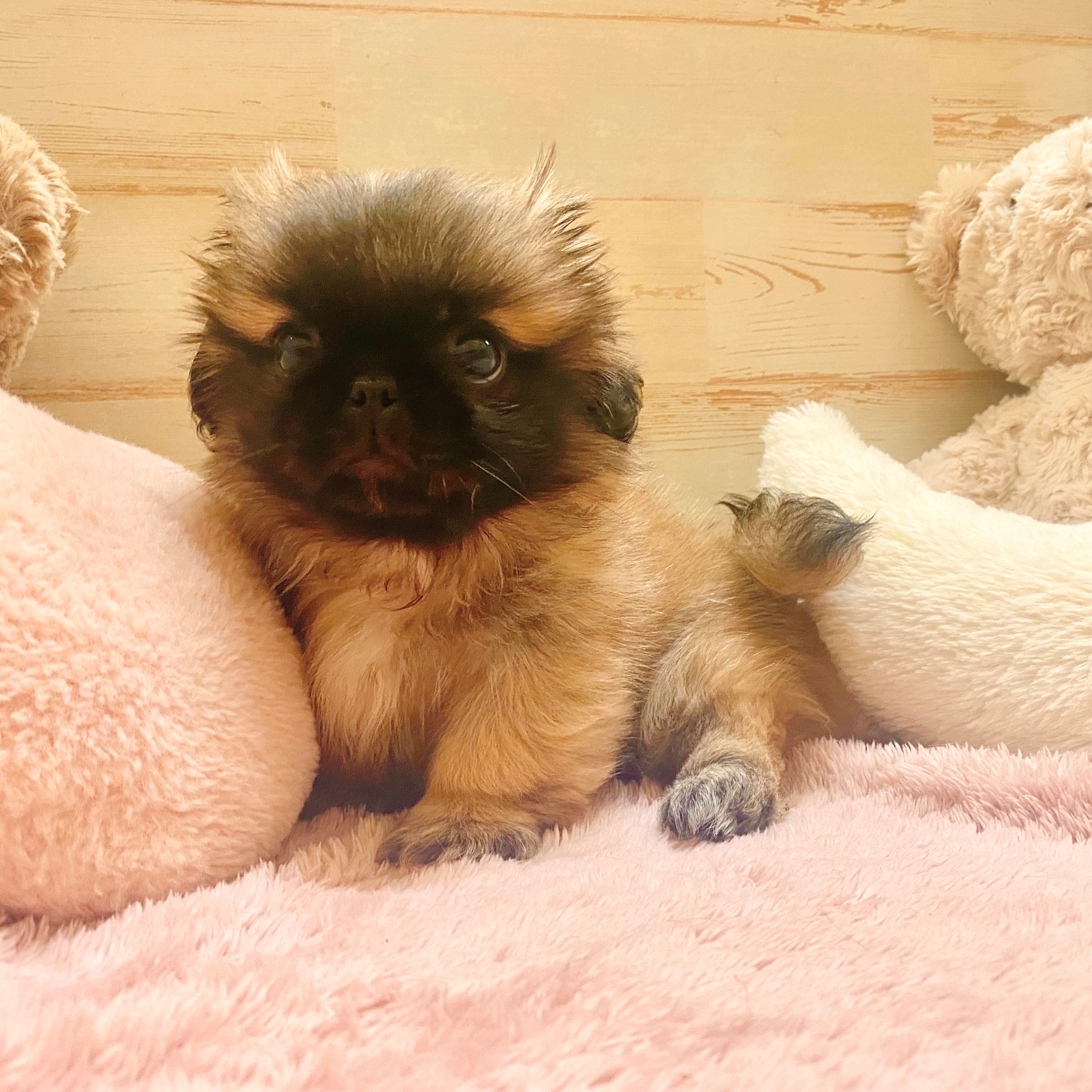 兵庫県のペキニーズ (犬の家＆猫の里神戸店/2025年6月15日生まれ/男の子/フォーン)の子犬の2枚目の画像