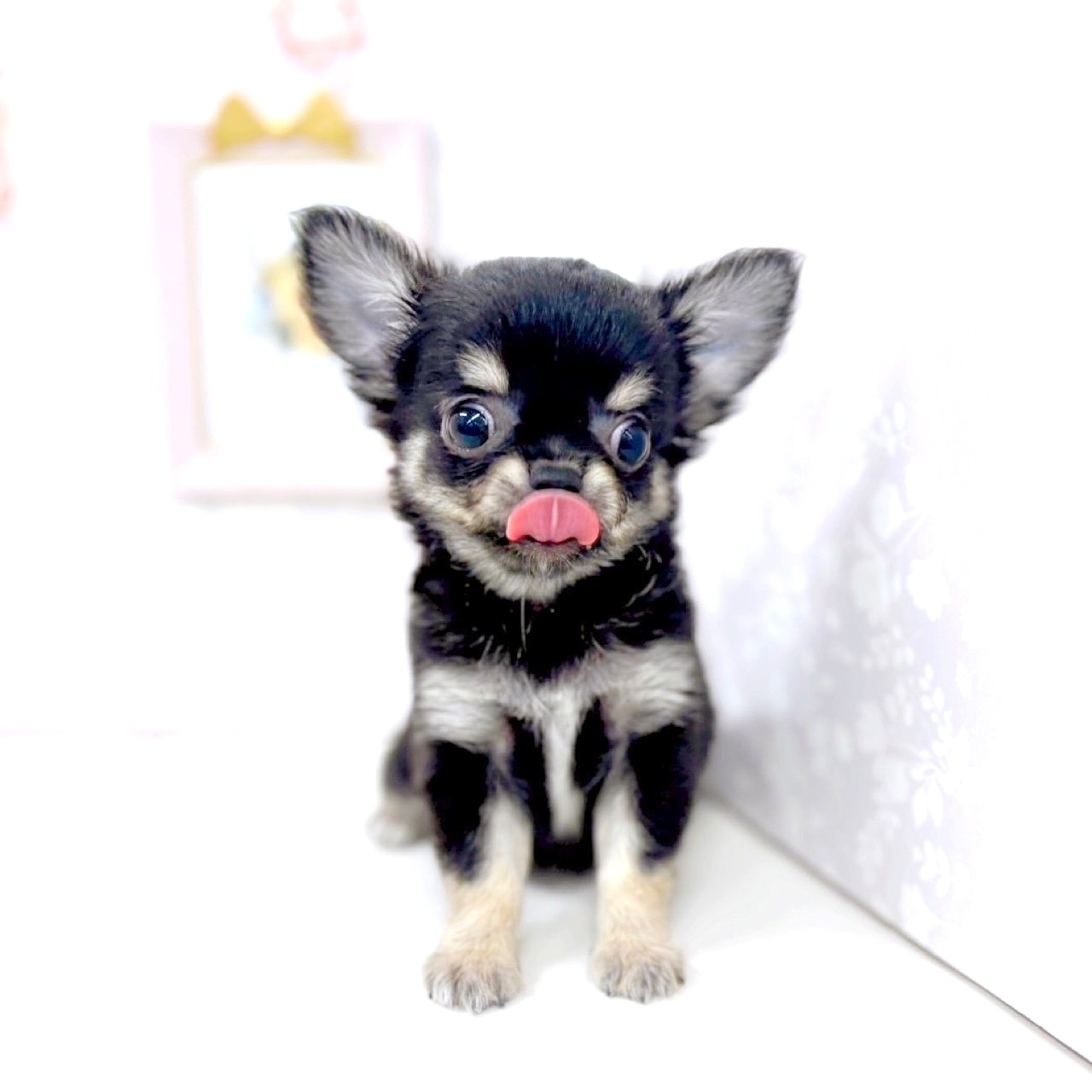 富山県のチワワ(ロング) (犬の家＆猫の里アミーゴ高岡蓮花寺店/2025年6月13日生まれ/男の子/ブラックタンホワイト)の子犬の2枚目の画像