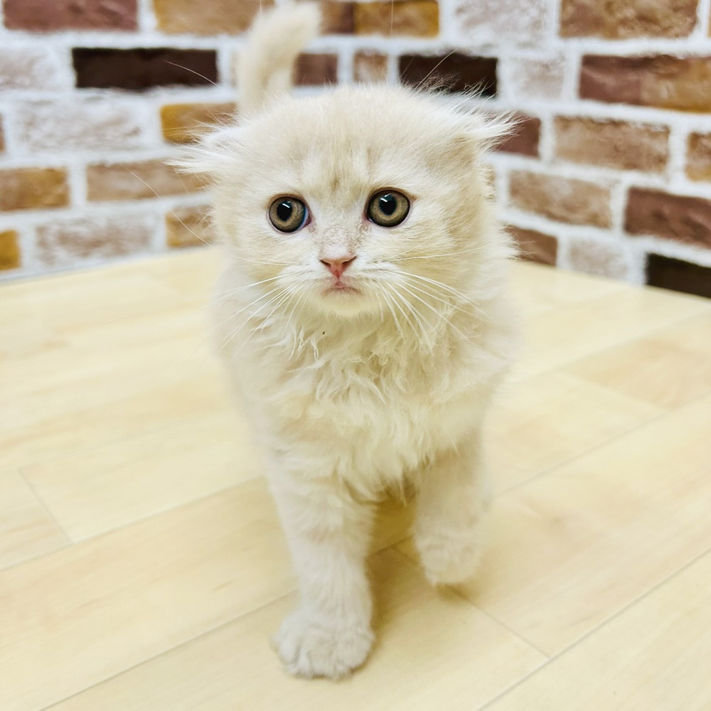 愛知県のスコティッシュフォールド (犬の家＆猫の里七宝店/2025年6月6日生まれ/女の子/クリームタビーホワイト)の子猫の2枚目の画像