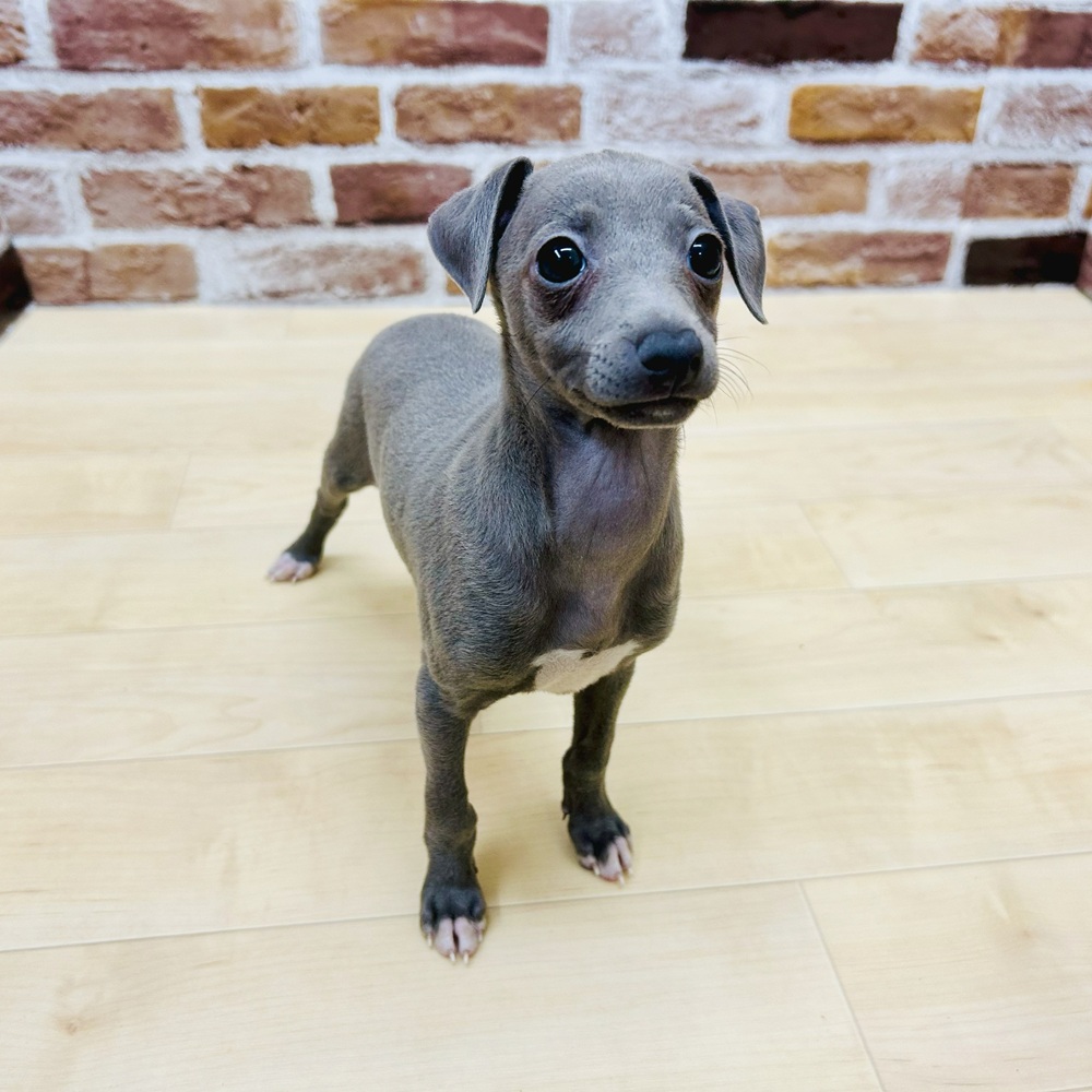 愛知県のイタリアングレーハウンド (犬の家＆猫の里七宝店/2025年6月15日生まれ/女の子/ブルー)の子犬の2枚目の画像