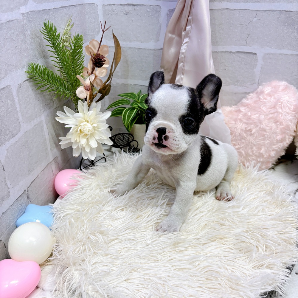 愛知県のフレンチブルドッグ (犬の家＆猫の里岡崎店/2025年6月14日生まれ/男の子/パイド)の子犬の1枚目の画像