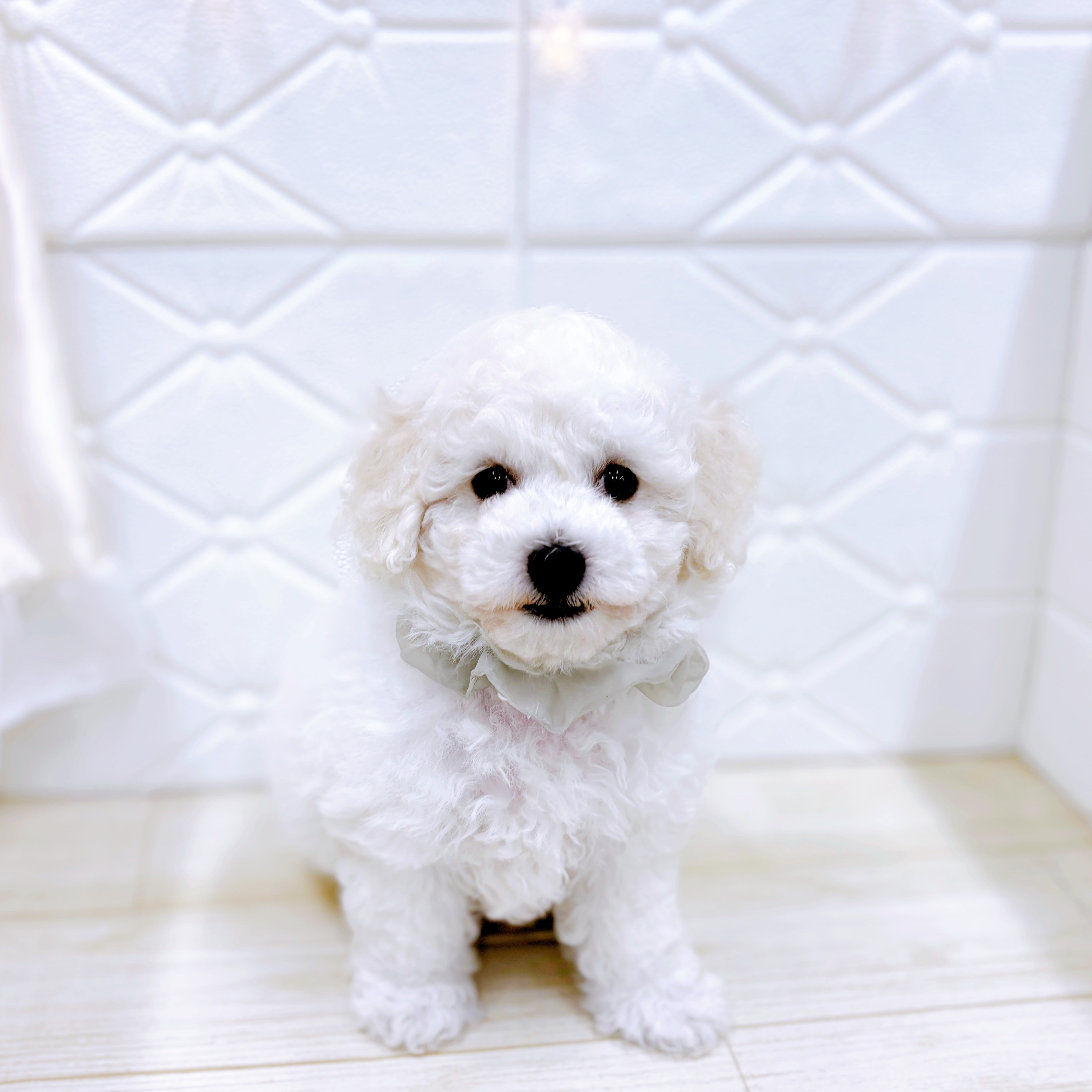 福井県のビションフリーゼ (犬の家＆猫の里アミーゴ福井店/2025年6月13日生まれ/男の子/ホワイト)の子犬の1枚目の画像