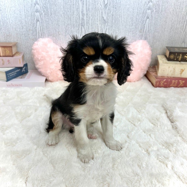 神奈川県のキャバリアキングチャールズスパニエル (犬の家＆猫の里相模原店/2025年6月14日生まれ/男の子/トライカラー)の子犬