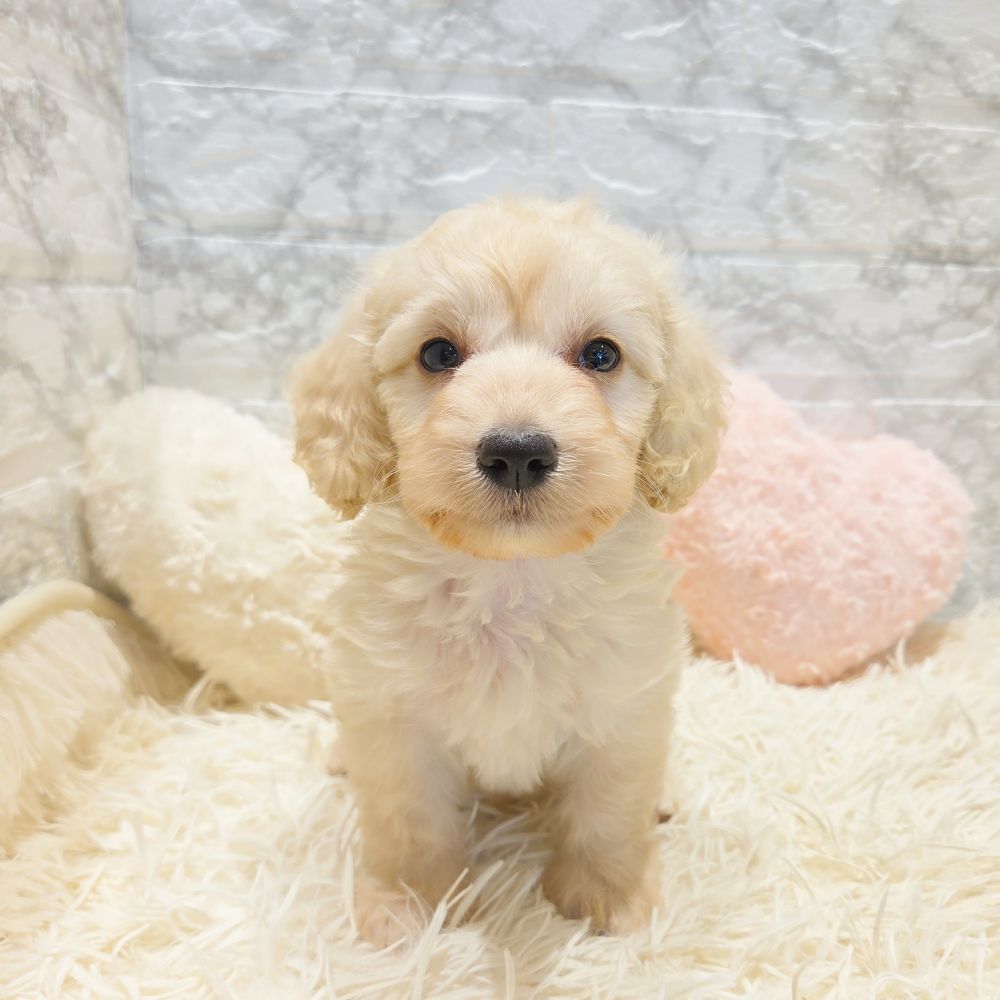 愛知県のハーフ犬・ミックス犬 (犬の家＆猫の里MiO香久山店/2025年6月8日生まれ/男の子/クリーム)の子犬の1枚目の画像