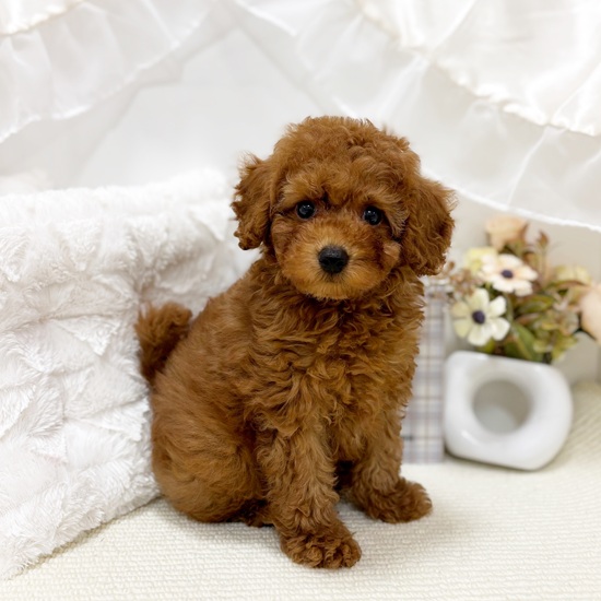 岐阜県のトイプードル(トイ) (犬の家＆猫の里カラフルタウン岐阜店/2025年6月11日生まれ/男の子/レッド)の子犬の1枚目の画像