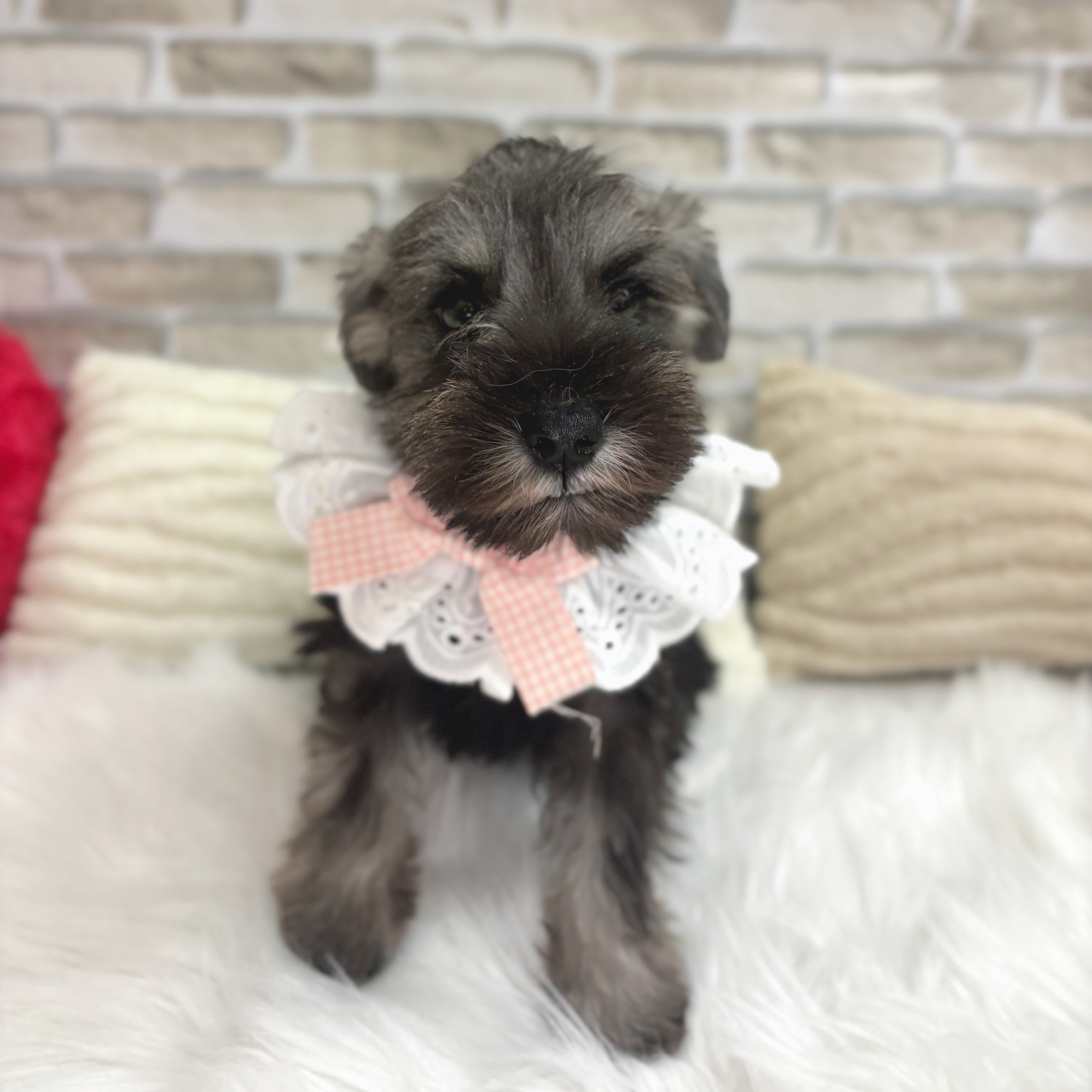 神奈川県のミニチュアシュナウザー (犬の家＆猫の里モザイクモール港北店/2025年6月16日生まれ/女の子/ソルトペッパー)の子犬の2枚目の画像