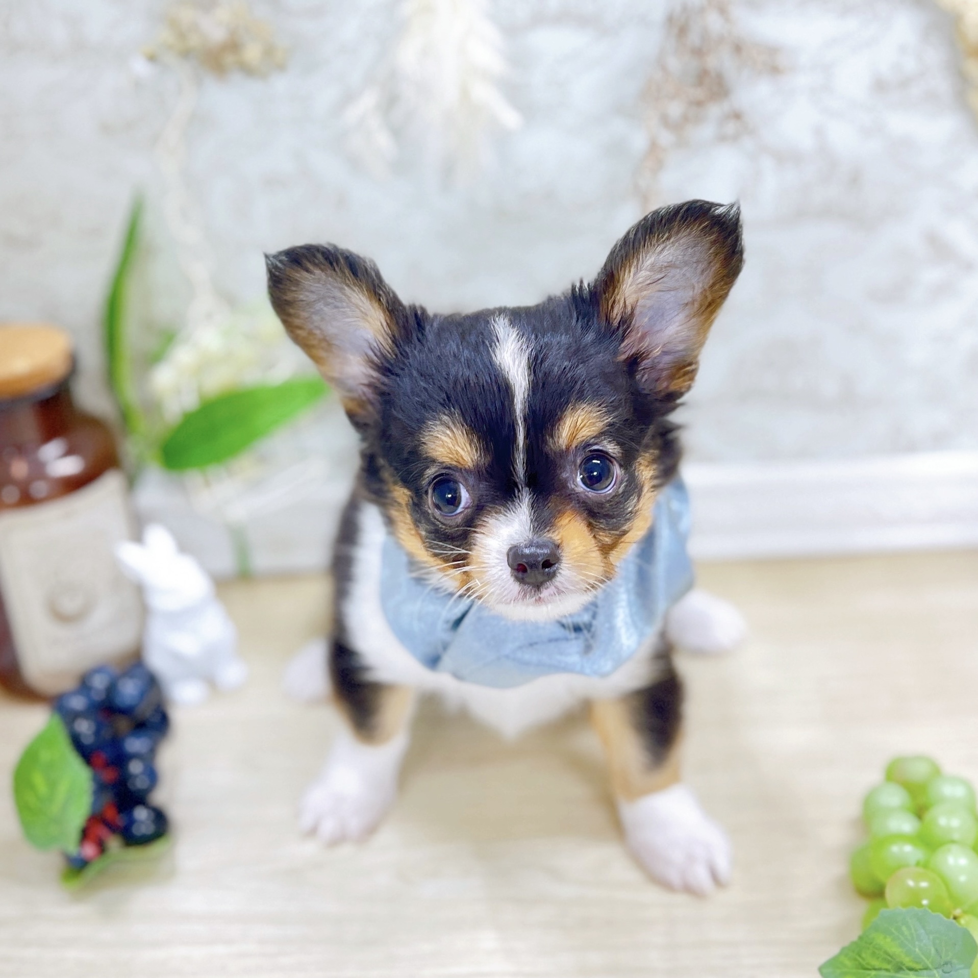 福井県のチワワ(ロング) (犬の家＆猫の里アミーゴ福井大和田店/2025年6月16日生まれ/男の子/ブラックタンホワイト)の子犬の2枚目の画像