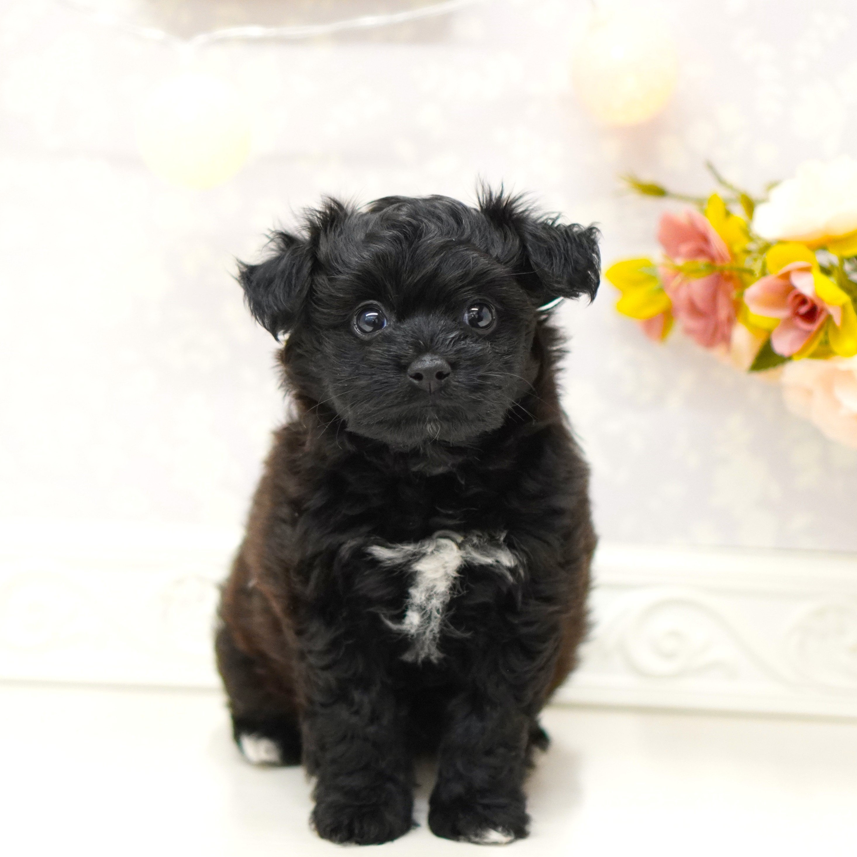 富山県のパピプー(パピヨン×プードル) (犬の家＆猫の里アミーゴ山室店/2025年6月16日生まれ/女の子/ブラック)の子犬の1枚目の画像