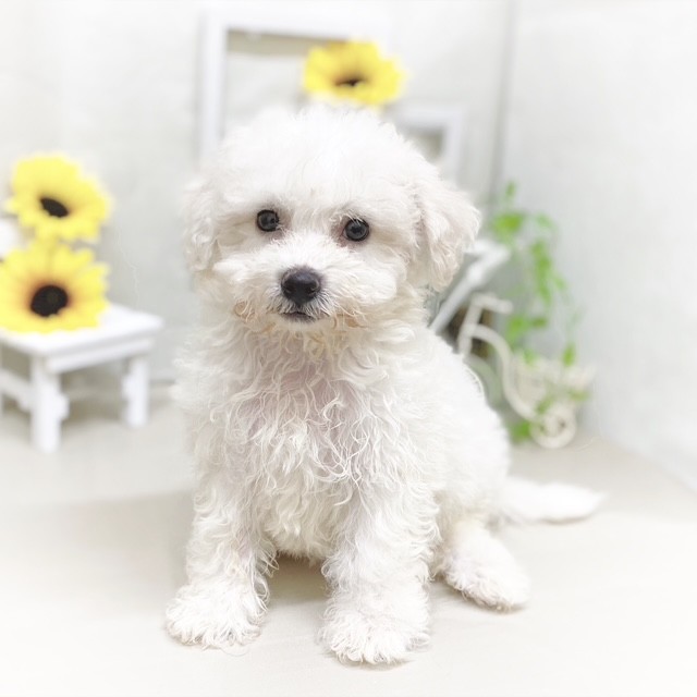 静岡県のビションフリーゼ (犬の家＆猫の里藤枝店/2025年6月17日生まれ/女の子/ホワイト)の子犬