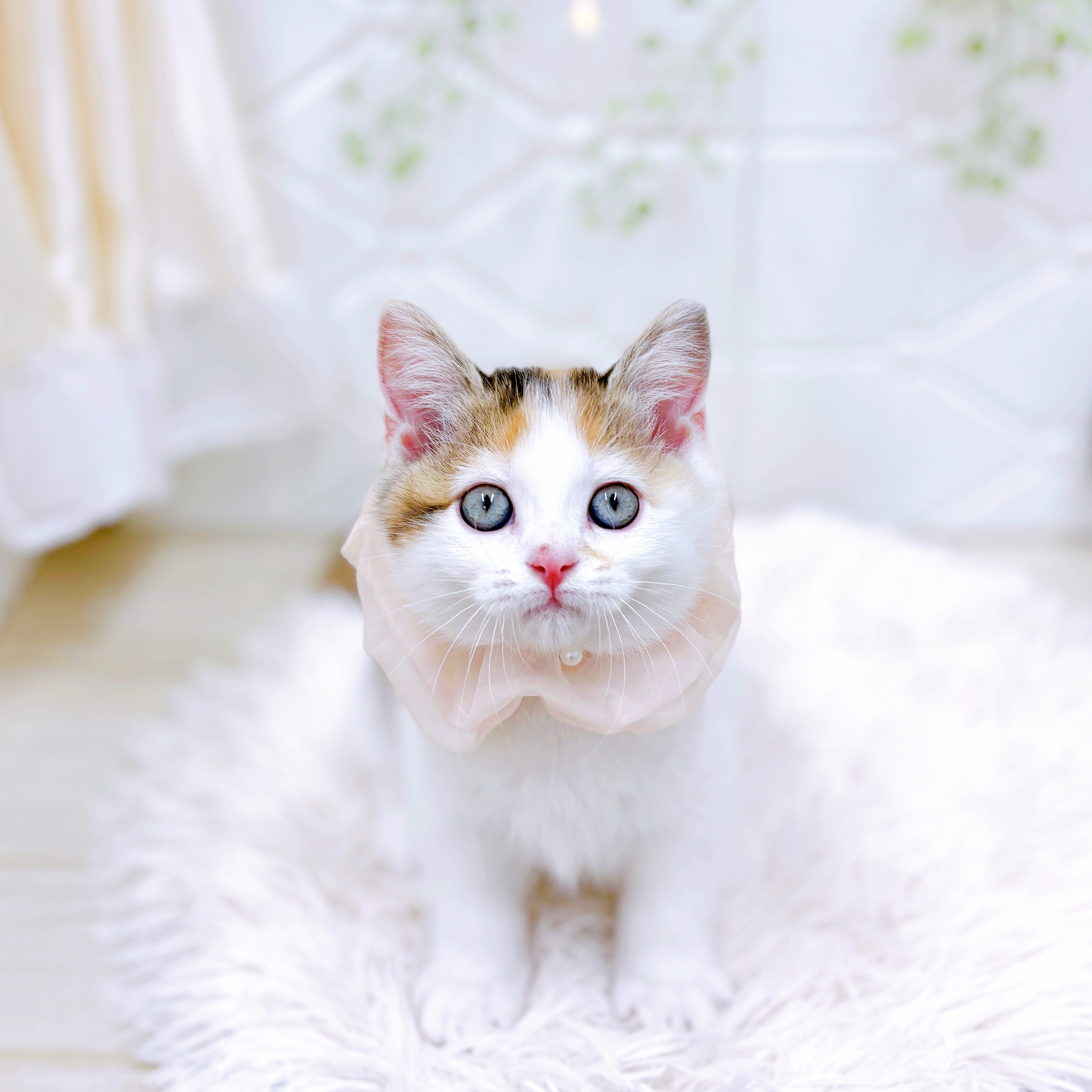 福井県のスコティッシュストレート (犬の家＆猫の里アミーゴ福井店/2025年6月15日生まれ/女の子/キャリコ)の子猫の1枚目の画像