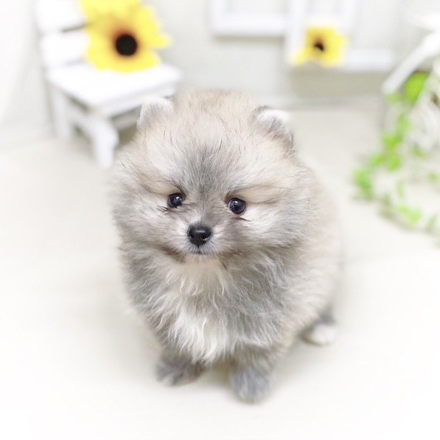 静岡県のポメラニアン (犬の家＆猫の里藤枝店/2025年6月16日生まれ/男の子/ウルフセーブル)の子犬の1枚目の画像