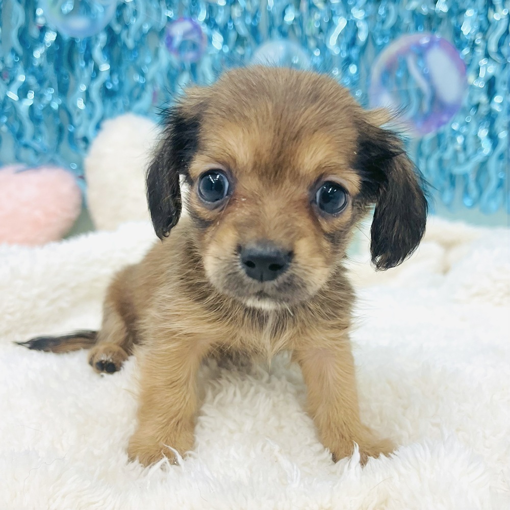 愛知県のチワックス(チワワ×ダックス) (犬の家＆猫の里エアポートウォーク店/2025年6月17日生まれ/女の子/レッド)の子犬の1枚目の画像