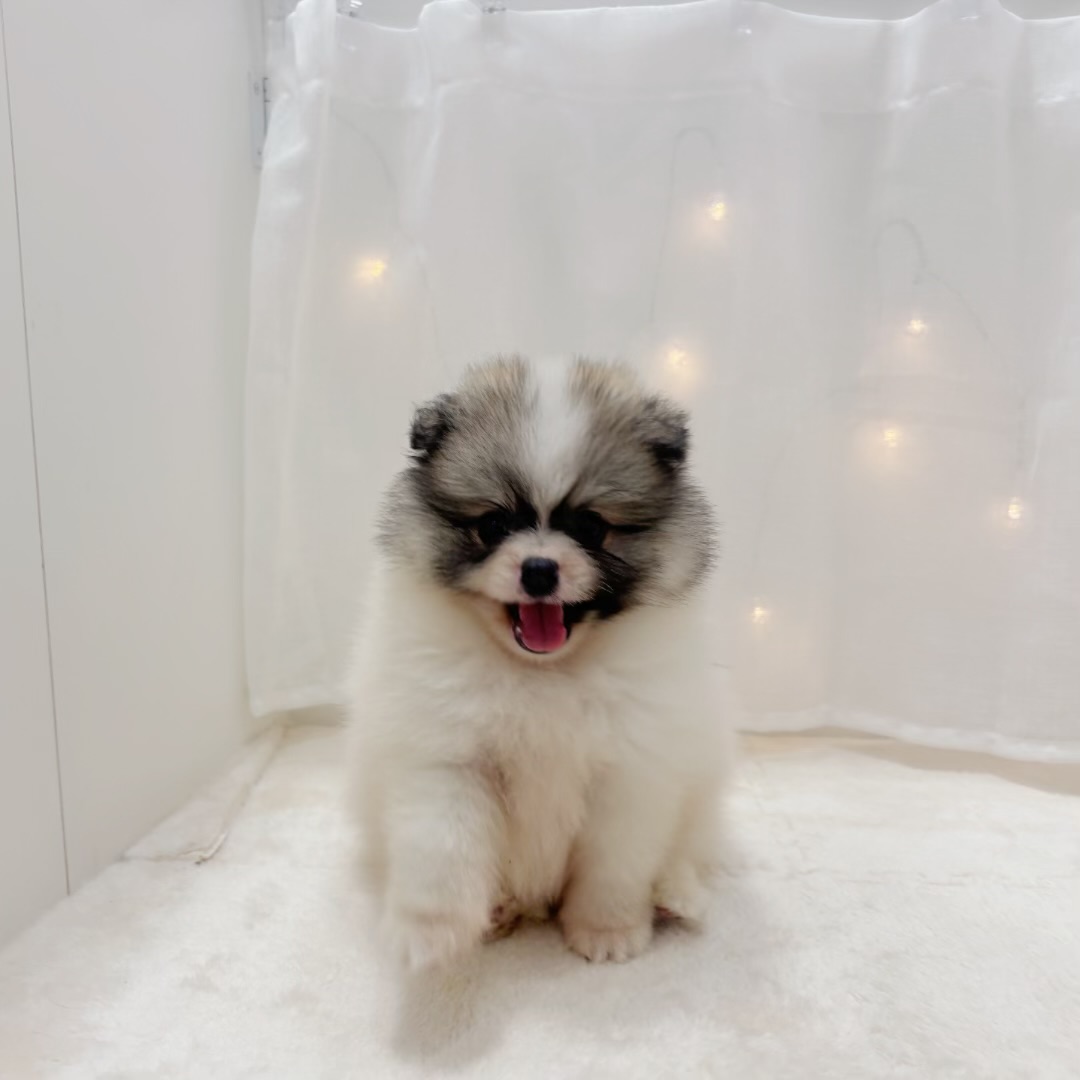 千葉県のポメラニアン (犬の家＆猫の里BIGHOPガーデンモール印西店/2025年6月15日生まれ/男の子/パーティーカラー)の子犬の1枚目の画像