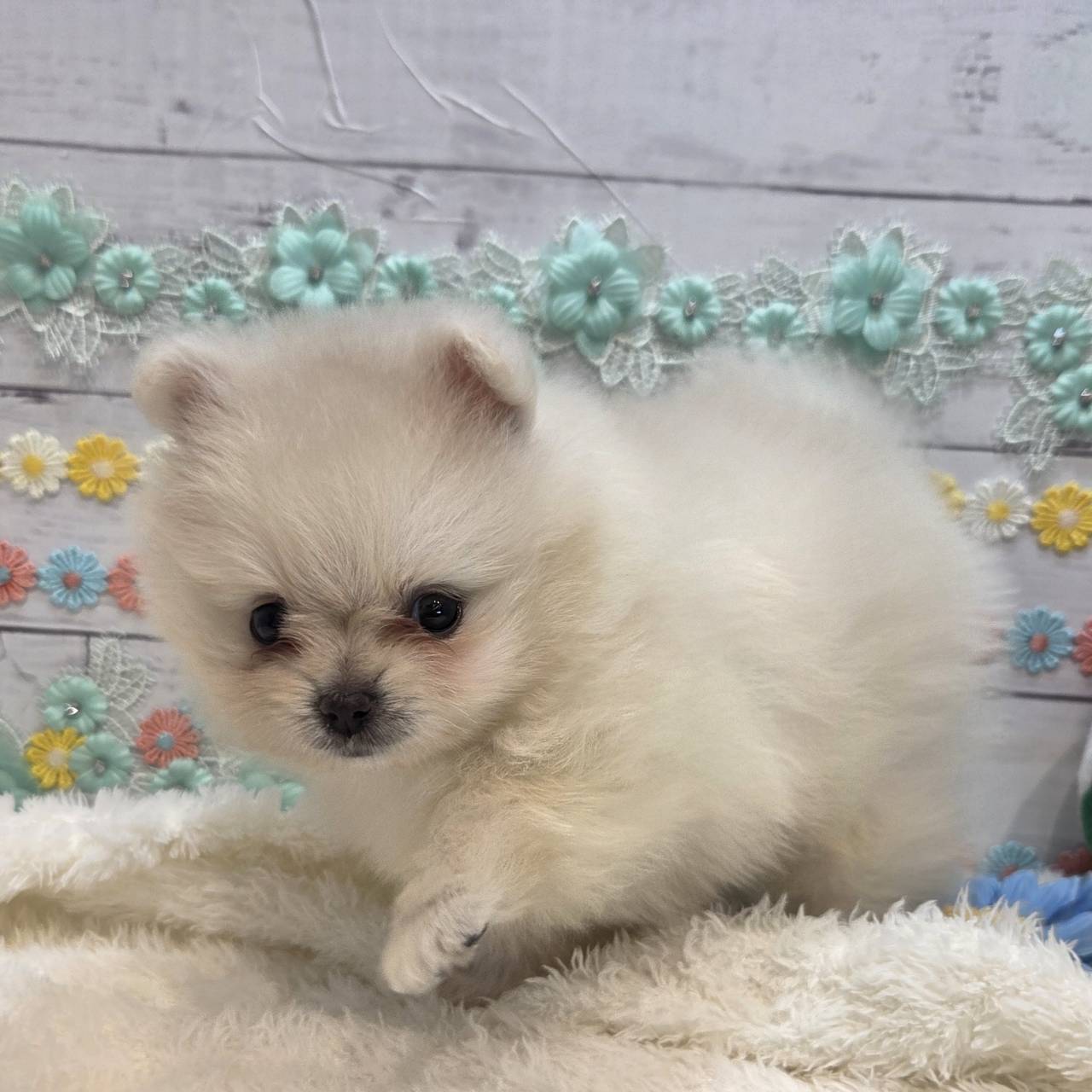 長野県のポメラニアン (犬の家＆猫の里カインズ梓川店/2025年6月17日生まれ/女の子/クリーム)の子犬の2枚目の画像