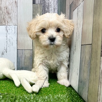 静岡県のマルプー(マルチーズ×プードル) (犬の家＆猫の里マークイズ静岡店/2025年6月16日生まれ/男の子/アプリコット)の子犬の1枚目の画像