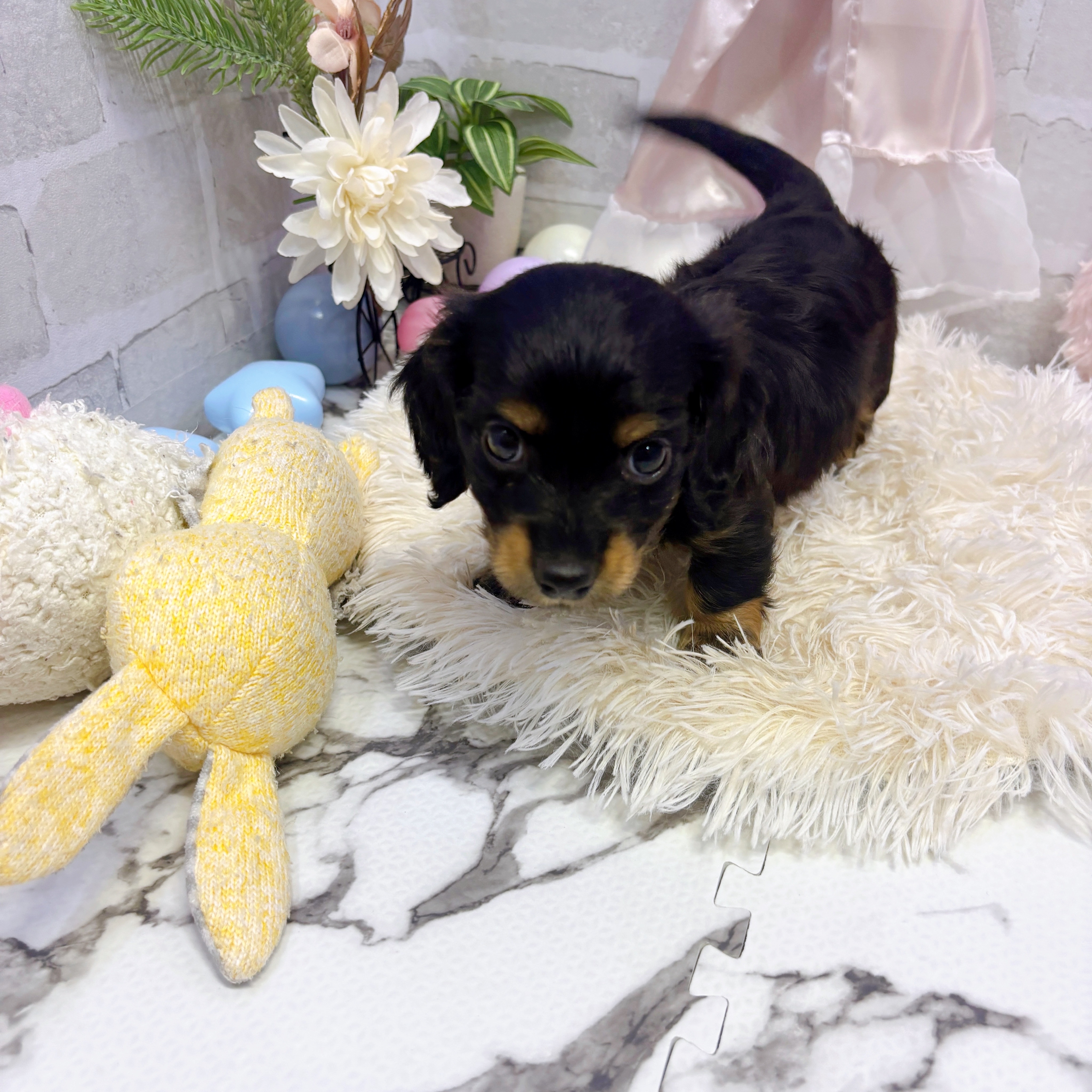 ブラック(黒系)のミニチュアダックスの子犬一覧 | ペット