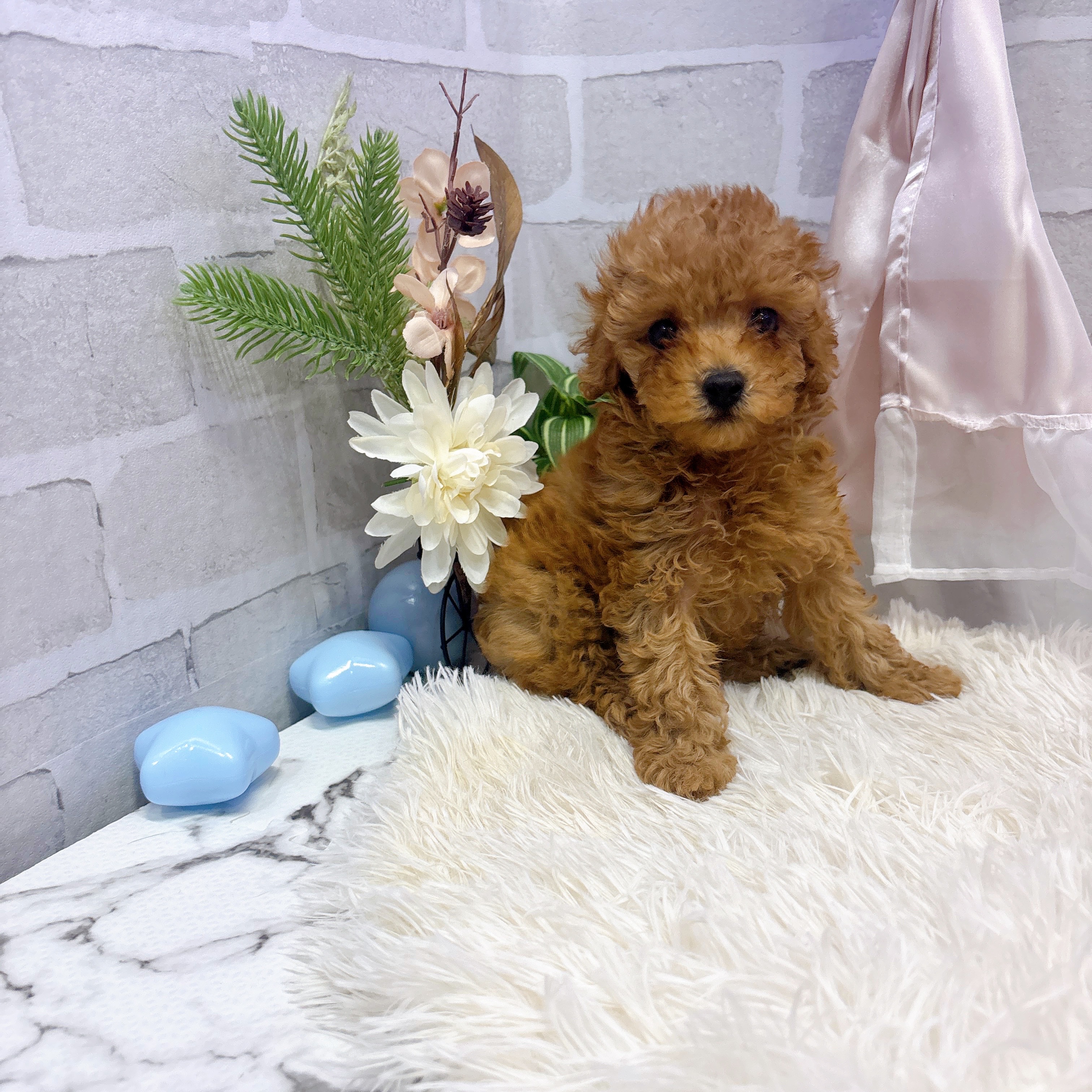 愛知県のタイニープードル (犬の家＆猫の里岡崎店/2025年6月16日生まれ/男の子/レッド)の子犬の2枚目の画像