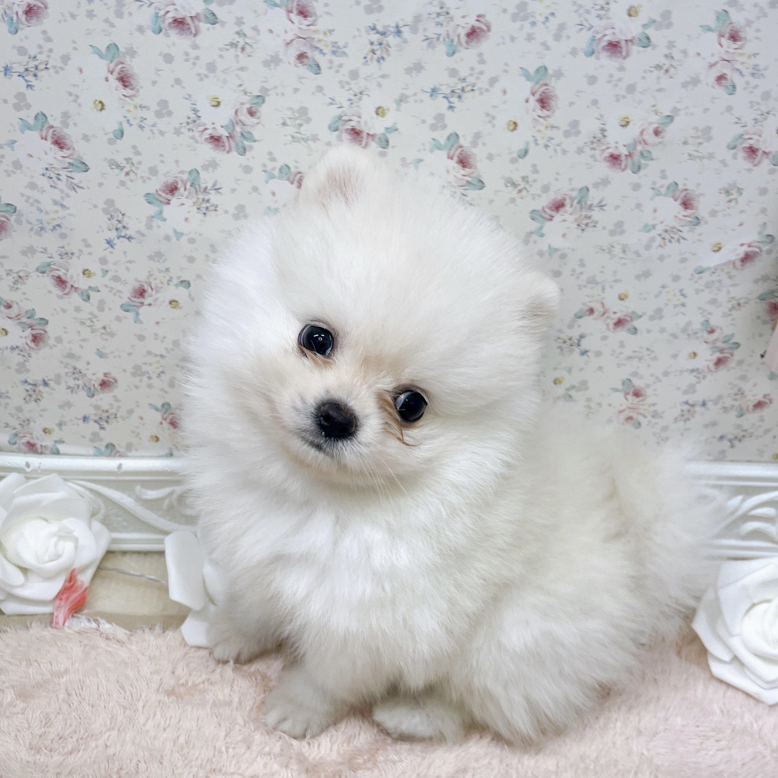 石川県のポメラニアン (犬の家＆猫の里アミーゴ金沢有松店/2025年6月16日生まれ/男の子/ホワイト)の子犬の1枚目の画像