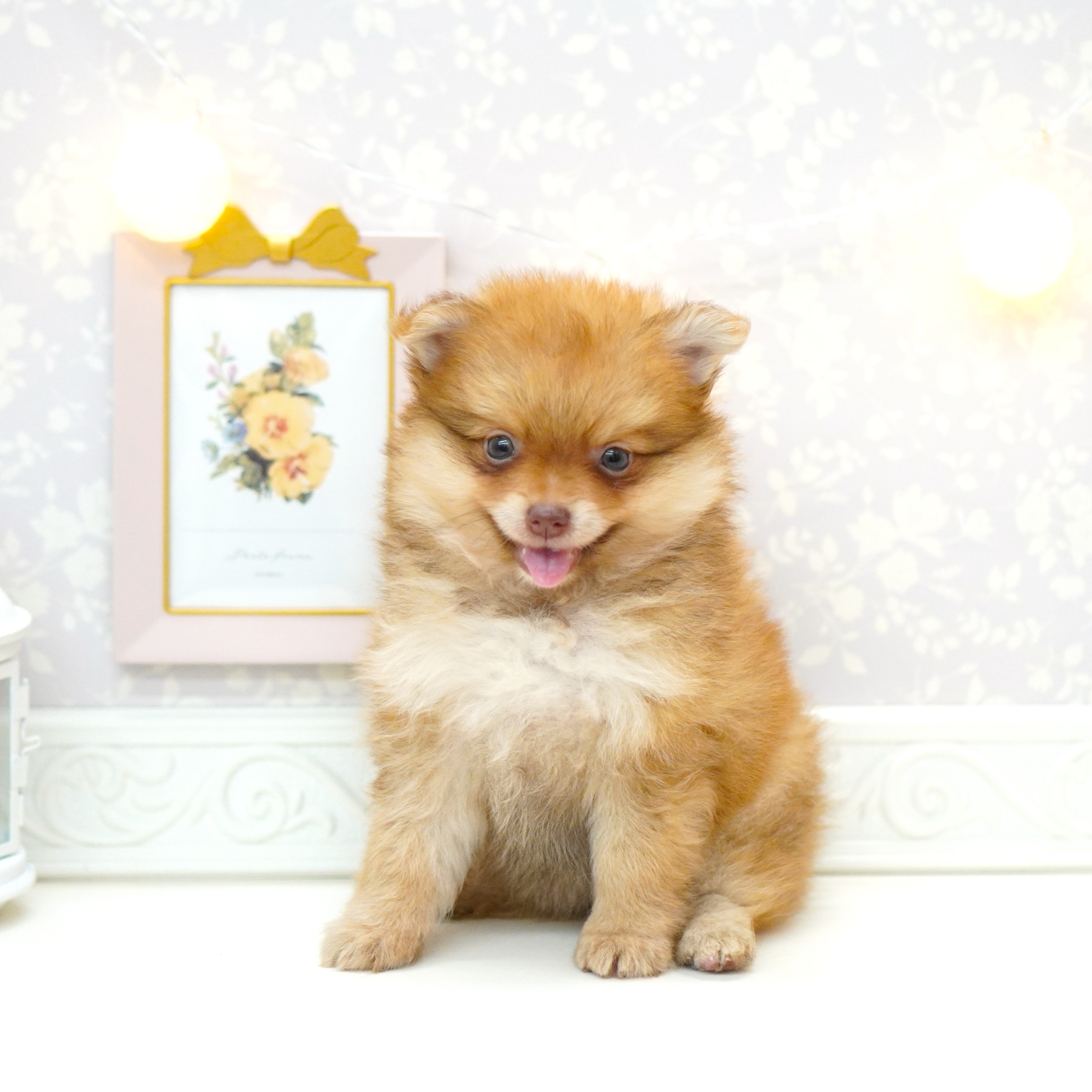 富山県のポメラニアン (犬の家＆猫の里富山店/2025年6月16日生まれ/女の子/オレンジ)の子犬の1枚目の画像