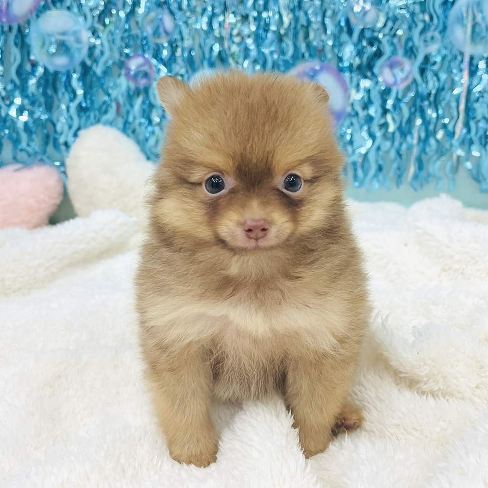 愛知県のポメラニアン (犬の家＆猫の里エアポートウォーク店/2025年6月16日生まれ/男の子/オレンジ)の子犬の1枚目の画像