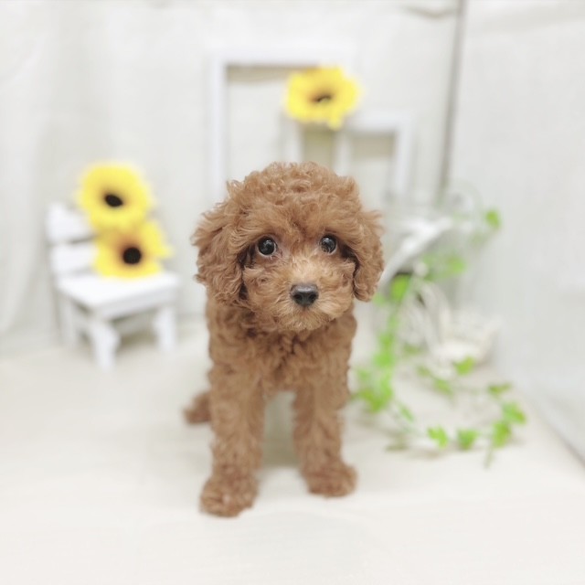 静岡県のトイプードル(トイ) (犬の家＆猫の里藤枝店/2025年6月15日生まれ/女の子/レッド)の子犬