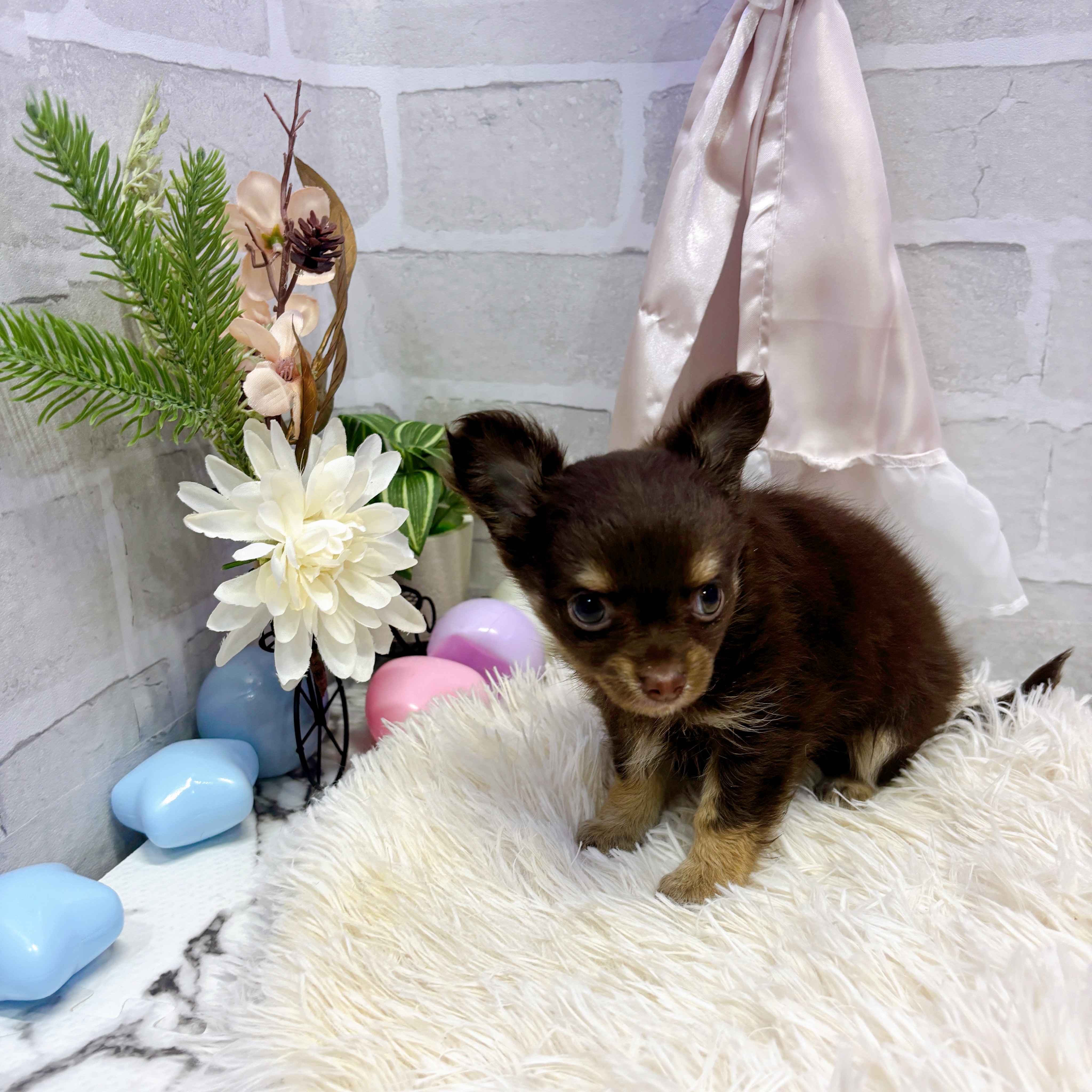 愛知県のチワワ(ロング) (犬の家＆猫の里岡崎店/2025年6月16日生まれ/女の子/チョコレートタンホワイト)の子犬の2枚目の画像