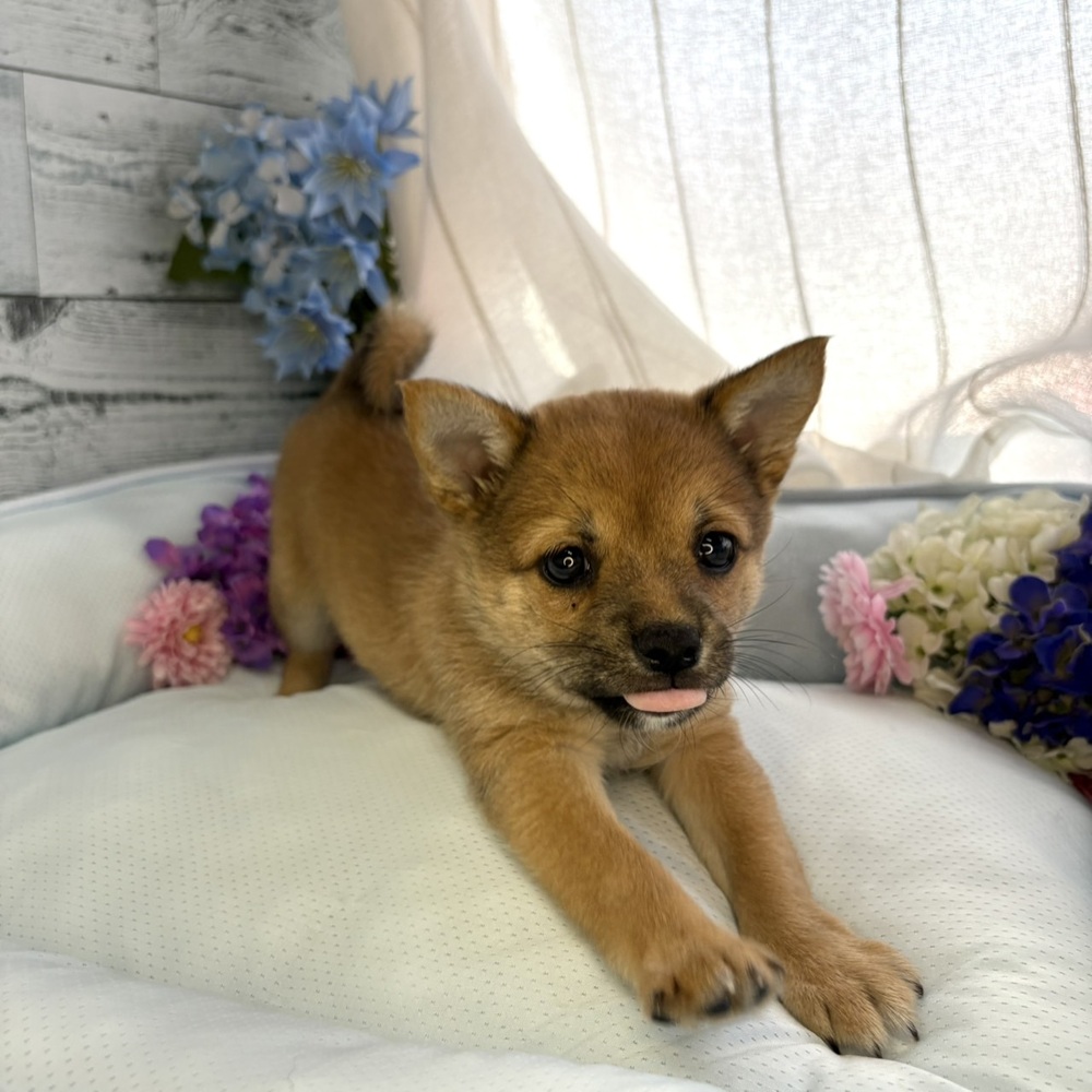 長野県のチワ柴/柴チワ/チワシバ(チワワ×柴) (犬の家＆猫の里塩尻店/2025年6月15日生まれ/女の子/赤)の子犬の2枚目の画像