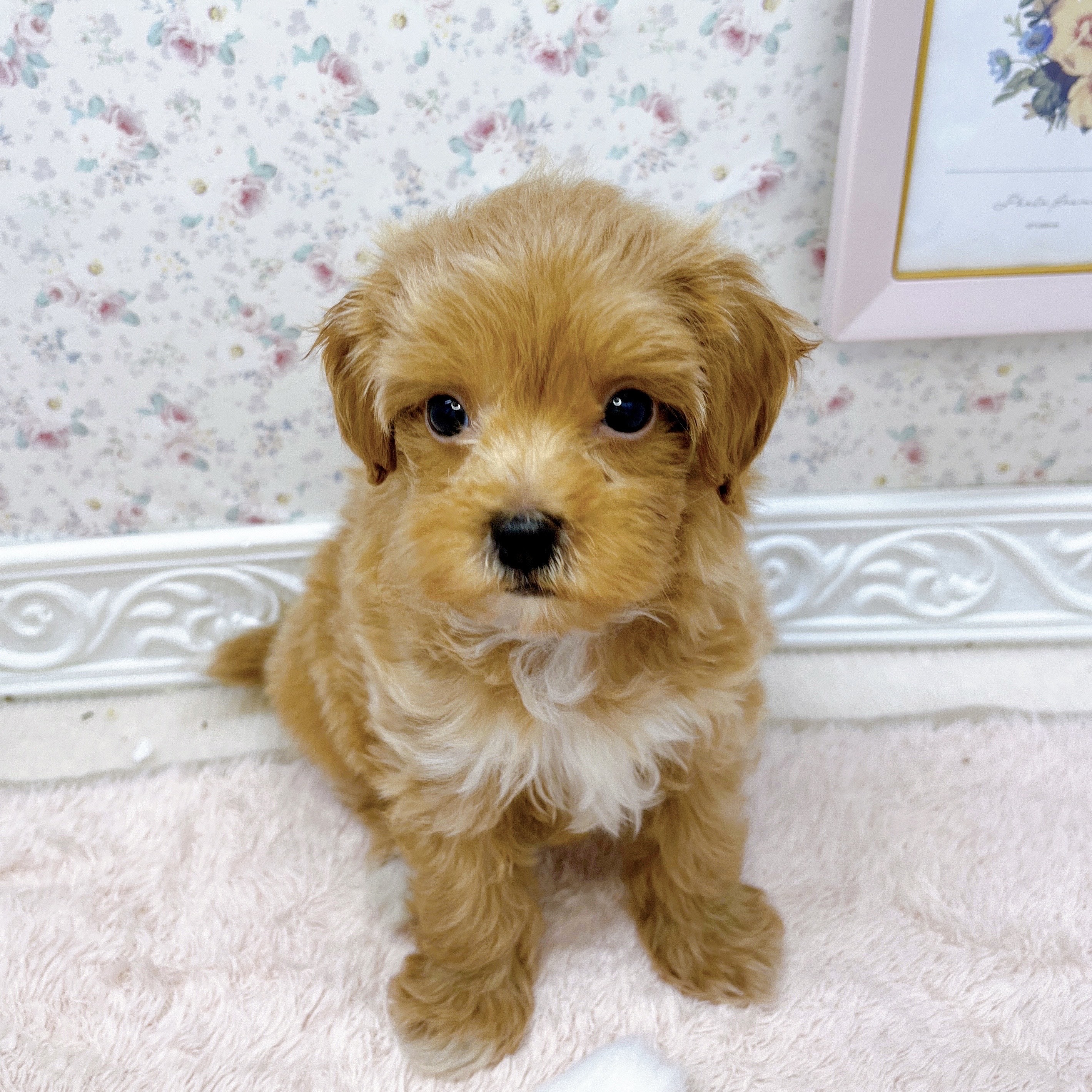 石川県のマルプー(マルチーズ×プードル) (犬の家＆猫の里アミーゴ金沢有松店/2025年6月16日生まれ/女の子/アプリコット)の子犬の1枚目の画像