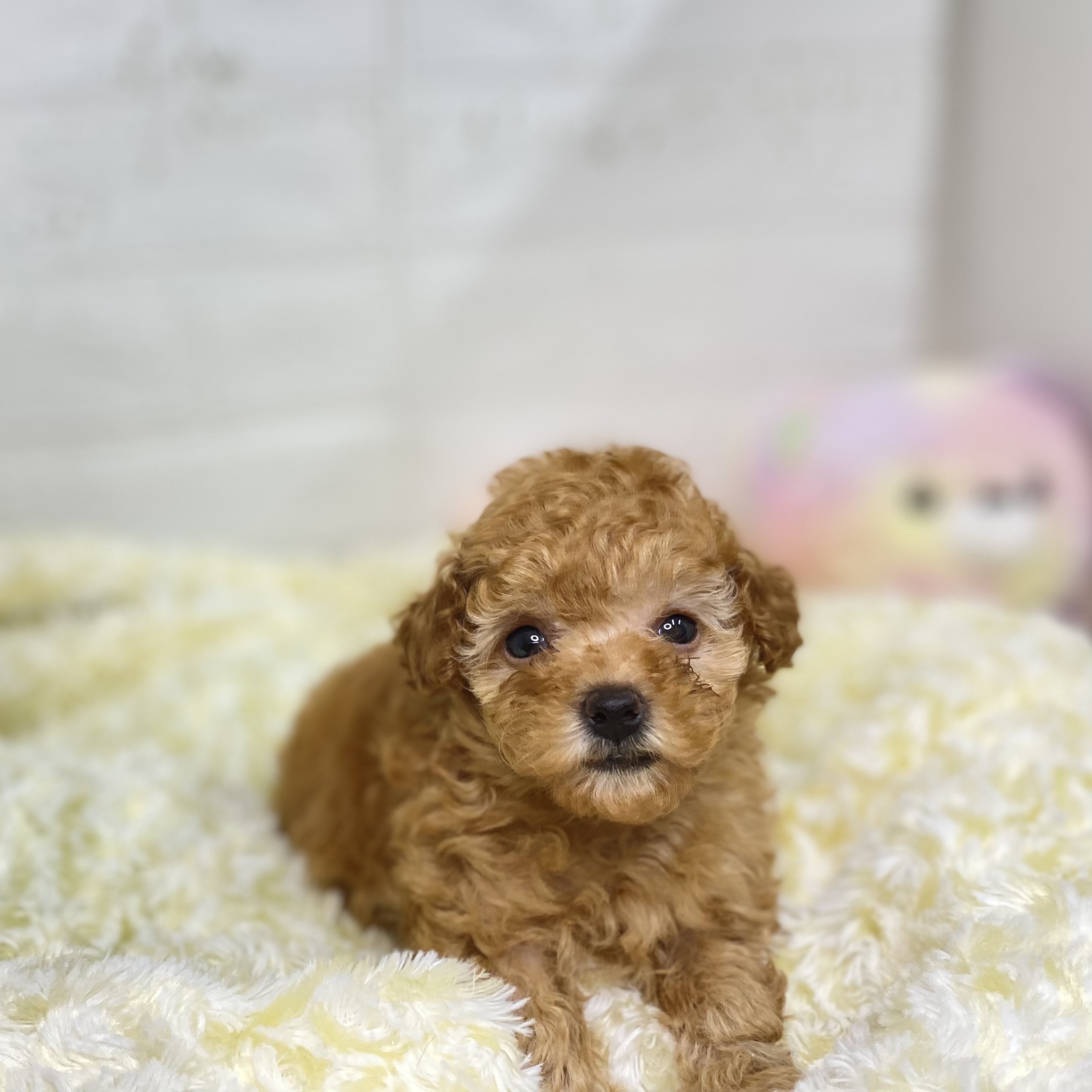 長野県のタイニープードル (犬の家＆猫の里長野店/2025年6月14日生まれ/女の子/アプリコット)の子犬の2枚目の画像