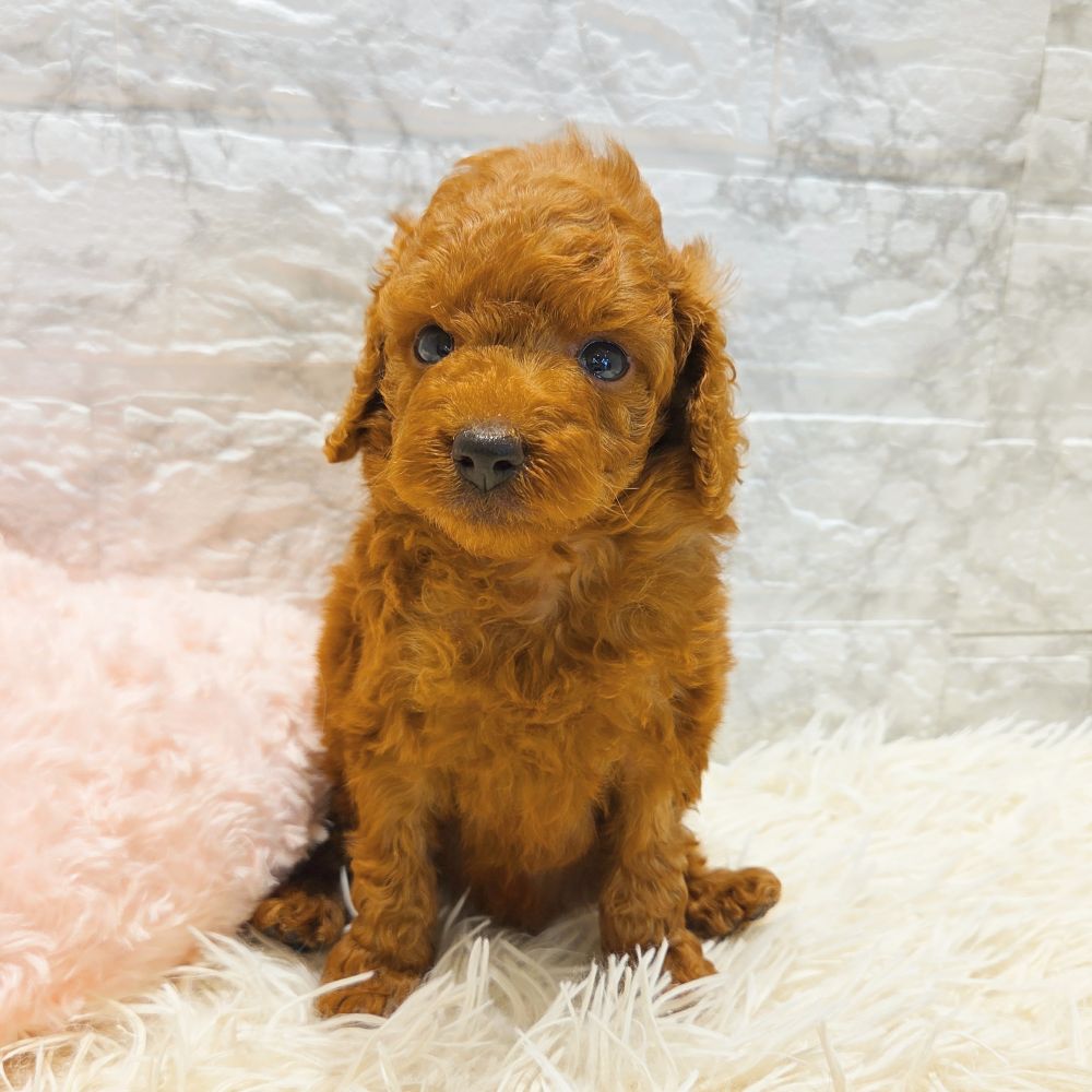 愛知県のトイプードル(トイ) (犬の家＆猫の里MiO香久山店/2025年6月17日生まれ/男の子/レッド)の子犬の1枚目の画像