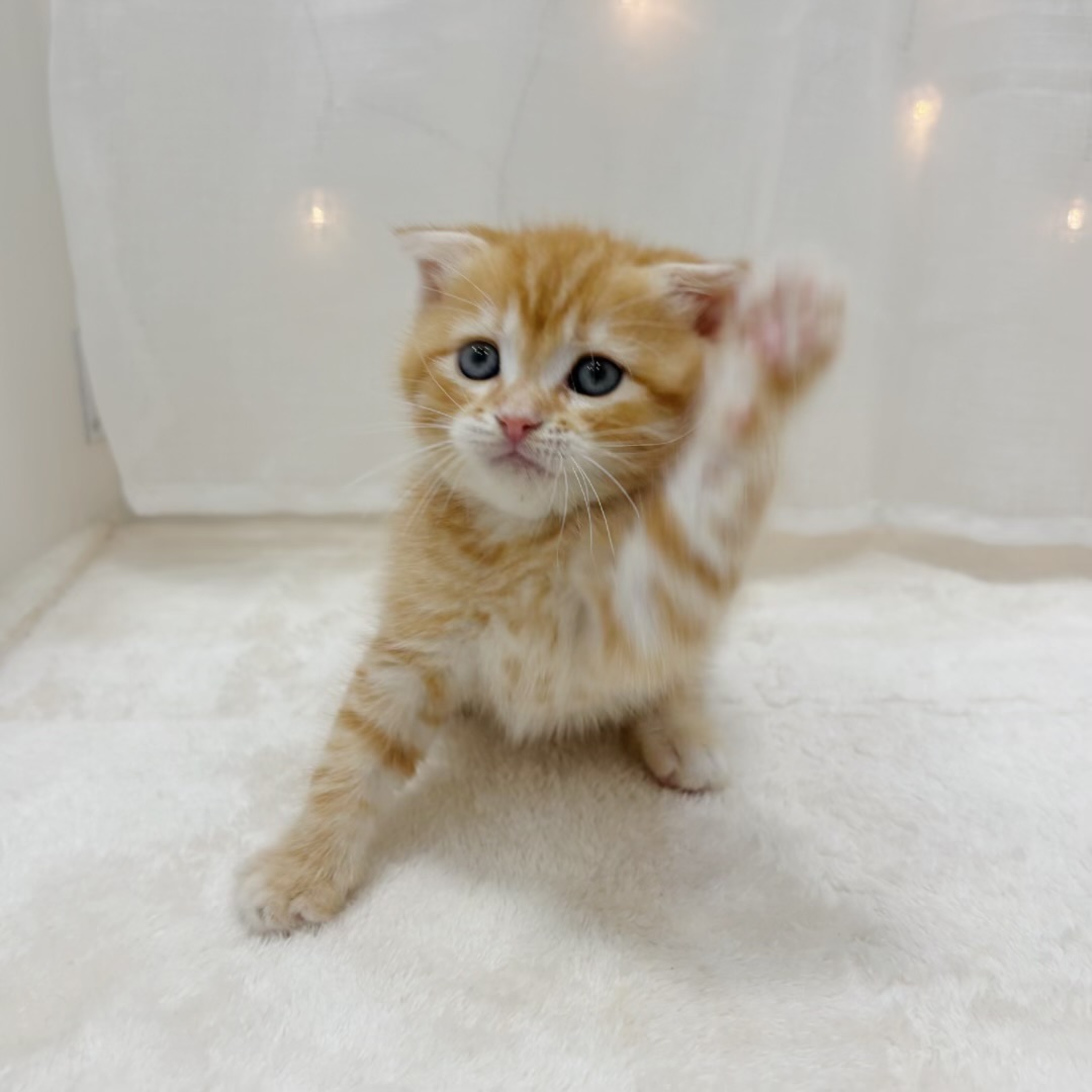 千葉県のスコティッシュフォールド (犬の家＆猫の里BIGHOPガーデンモール印西店/2025年6月15日生まれ/男の子/レッドタビー)の子猫の1枚目の画像