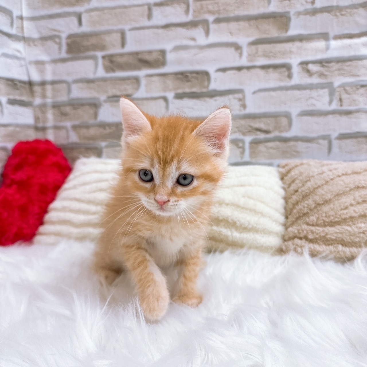 神奈川県のスコティッシュストレート (犬の家＆猫の里モザイクモール港北店/2025年6月15日生まれ/男の子/レッドタビー)の子猫の2枚目の画像
