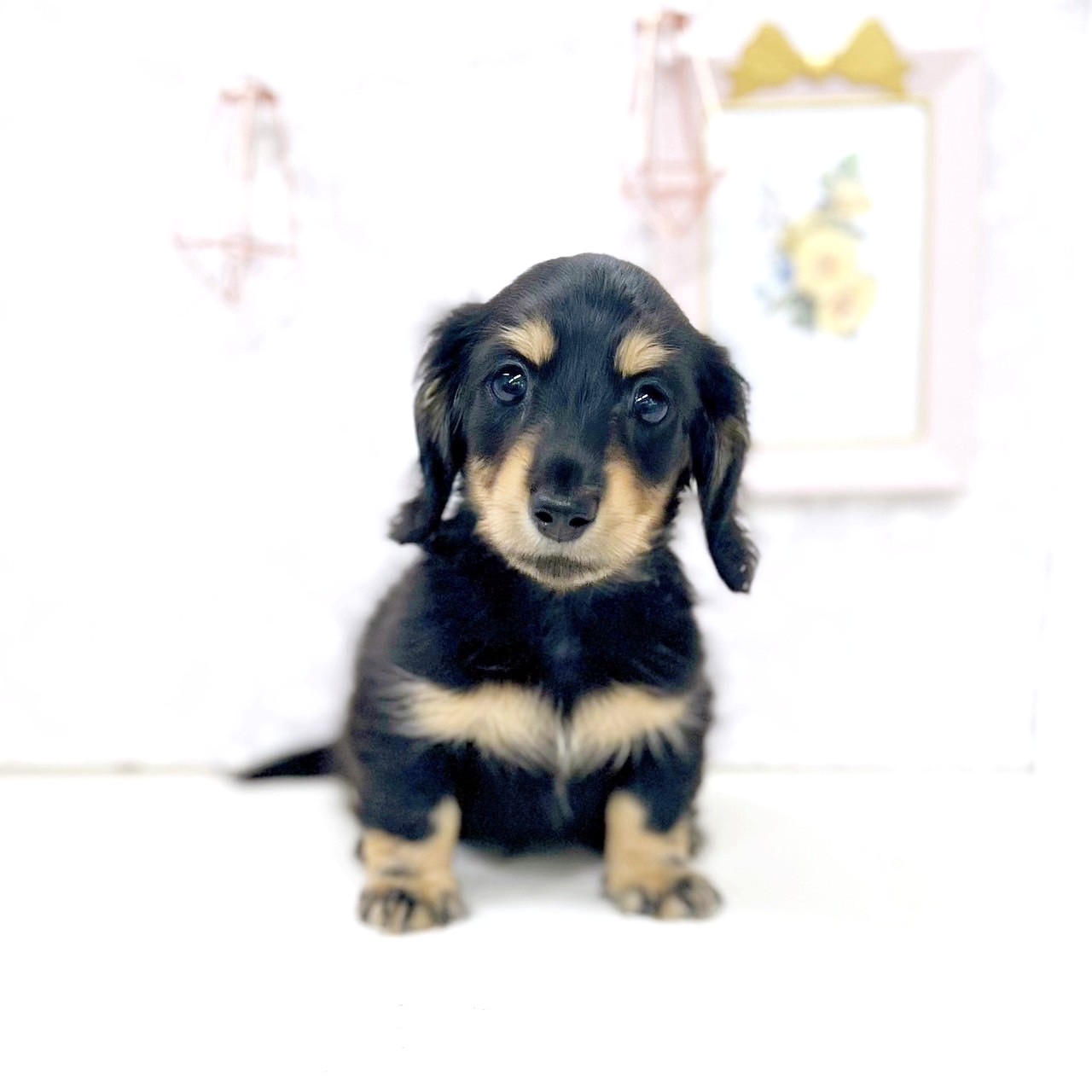 富山県のミニチュアダックスフンド(ロング) (犬の家＆猫の里アミーゴ高岡蓮花寺店/2025年6月15日生まれ/女の子/ブラックイエロー)の子犬の1枚目の画像
