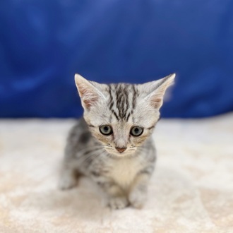 愛知県のマンチカン (犬の家＆猫の里一宮店/2025年6月13日生まれ/女の子/シルバータビー)の子猫の2枚目の画像