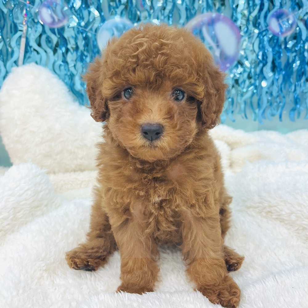 愛知県のトイプードル(トイ) (犬の家＆猫の里エアポートウォーク店/2025年6月13日生まれ/男の子/レッド)の子犬の1枚目の画像