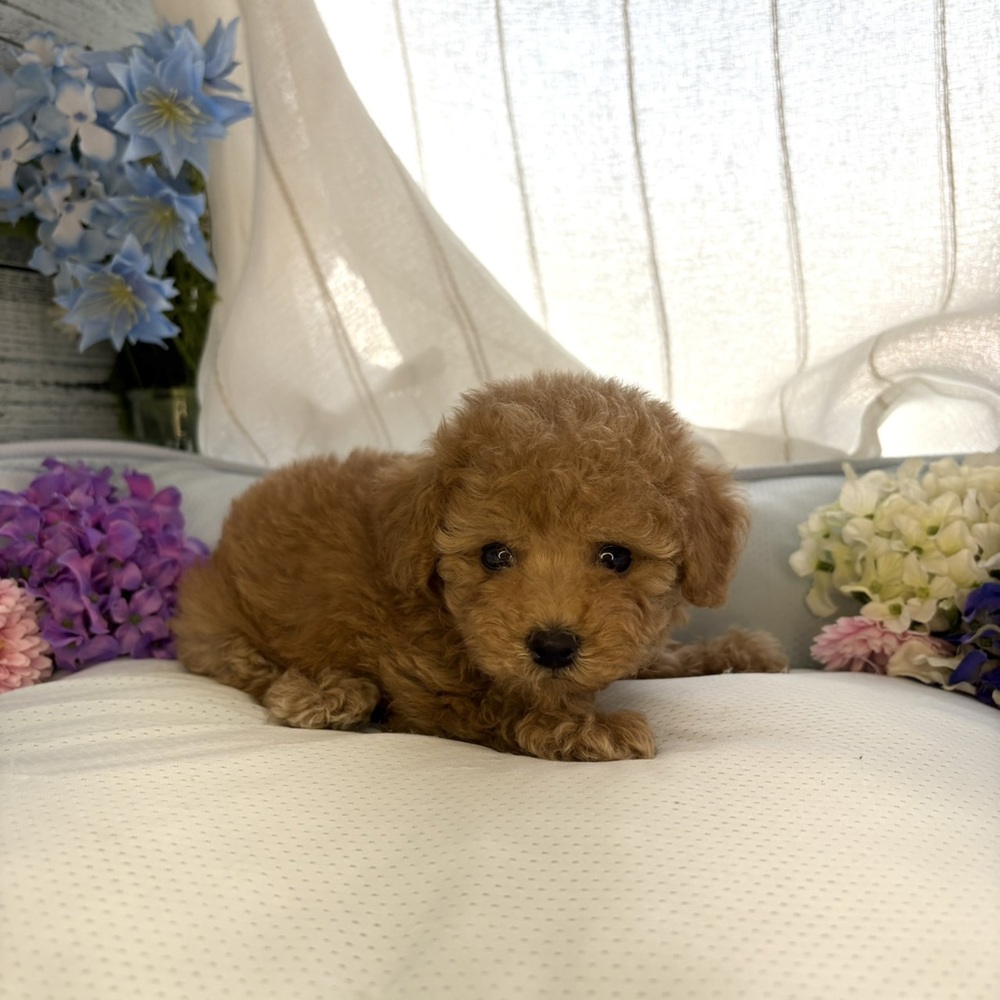 長野県のトイプードル(トイ) (犬の家＆猫の里塩尻店/2025年6月14日生まれ/女の子/アプリコット)の子犬の2枚目の画像