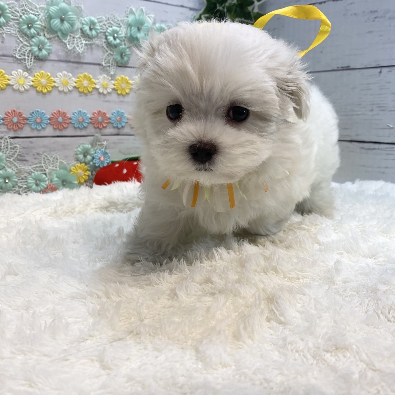 長野県のマルチーズ (犬の家＆猫の里カインズ梓川店/2025年6月15日生まれ/男の子/ホワイト)の子犬の2枚目の画像