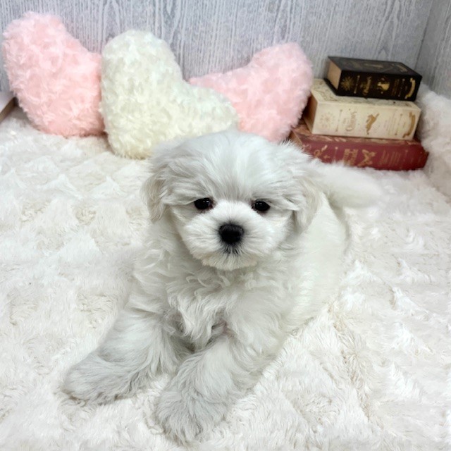 神奈川県のマルチーズ (犬の家＆猫の里相模原店/2025年6月15日生まれ/男の子/ホワイト)の子犬の2枚目の画像
